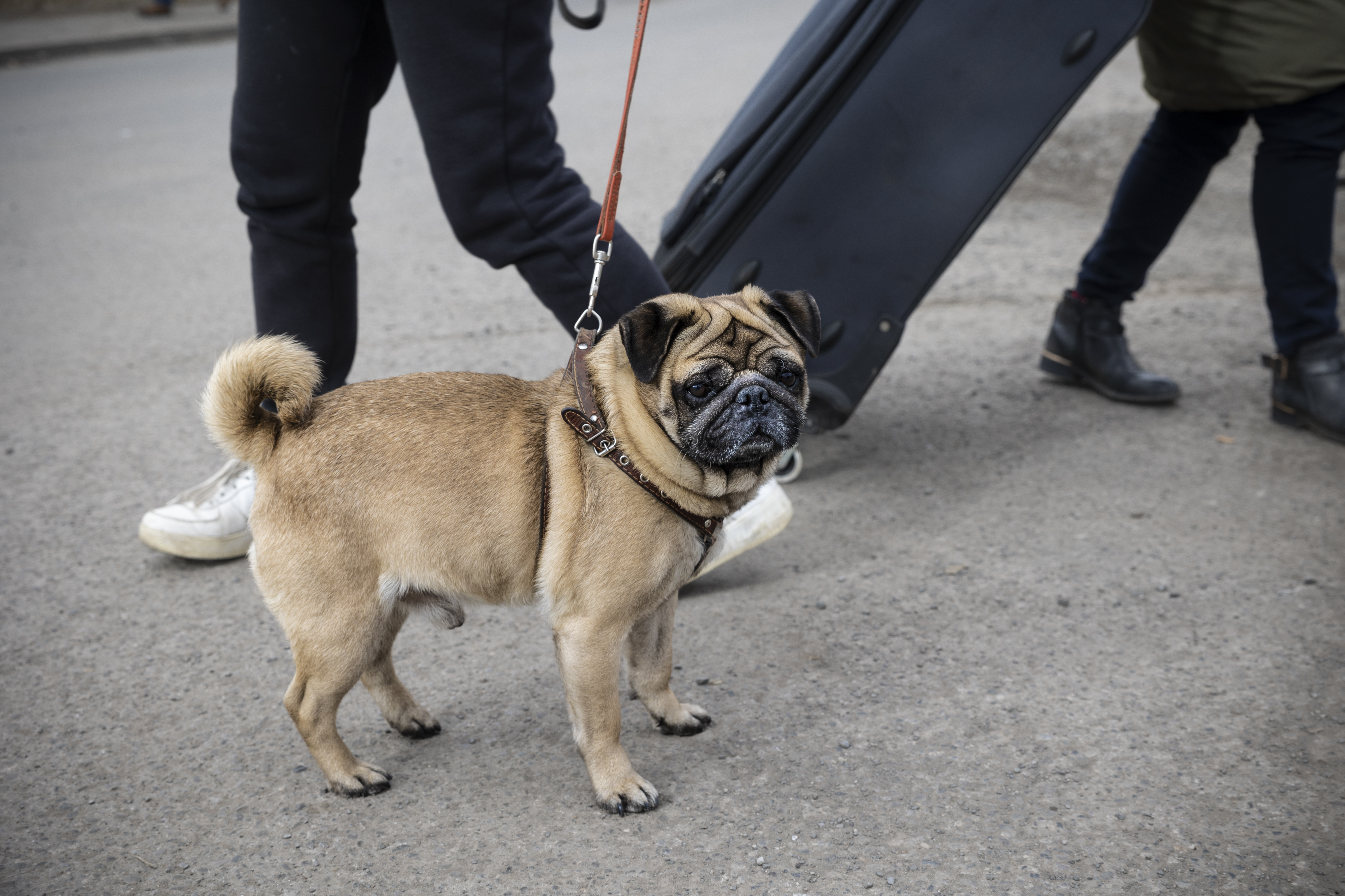 Hunden er lige kommet over grænsen til Polen fra Ukraine. Foto: Kristian Brasen hund på gaden