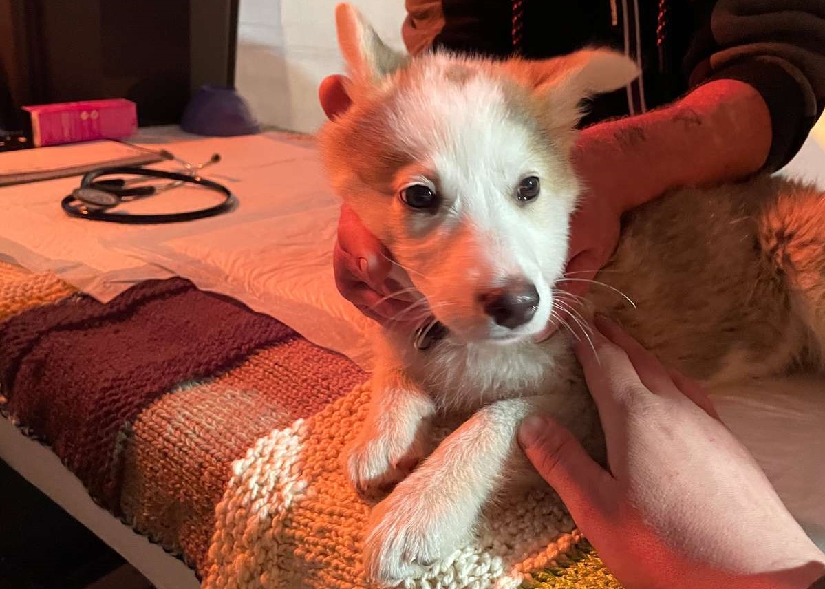 En hvalp er til undersøgelse på Dyrenes Beskyttelses klinik ved modtagecenteret for flygtninge i Medyka Hund på internat