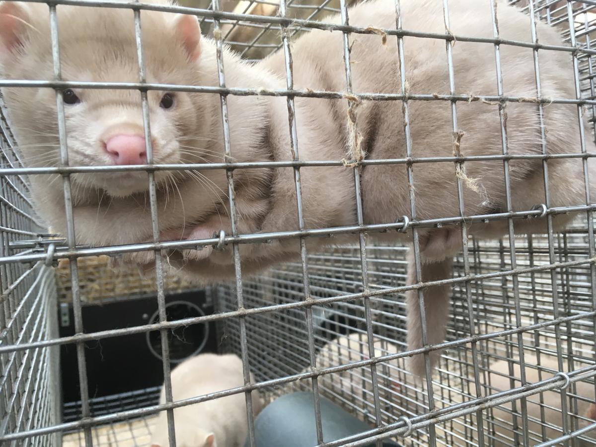 Foto: Mia Krongaard Mink i bur