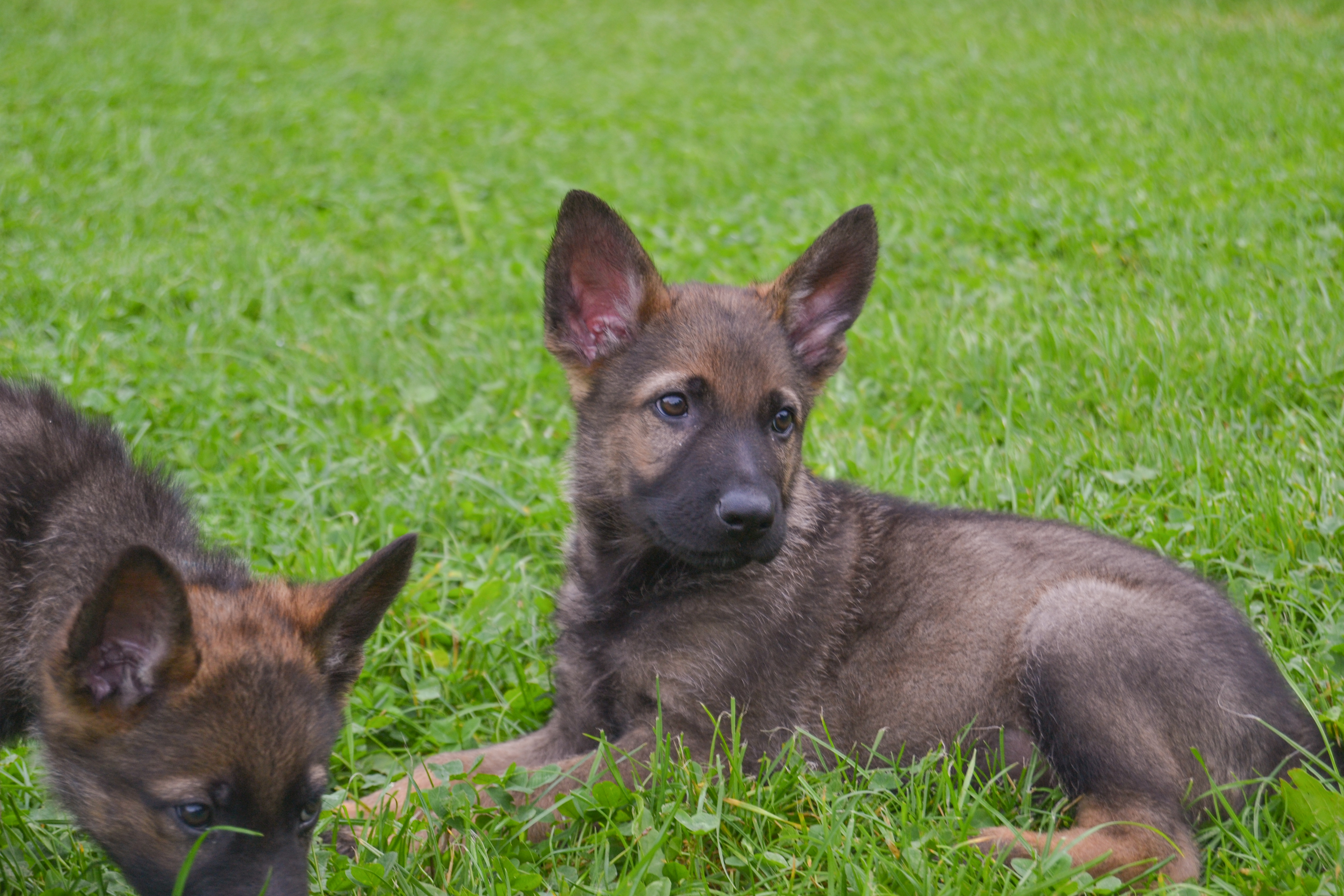 dom i sag om af hunde | Beskyttelse