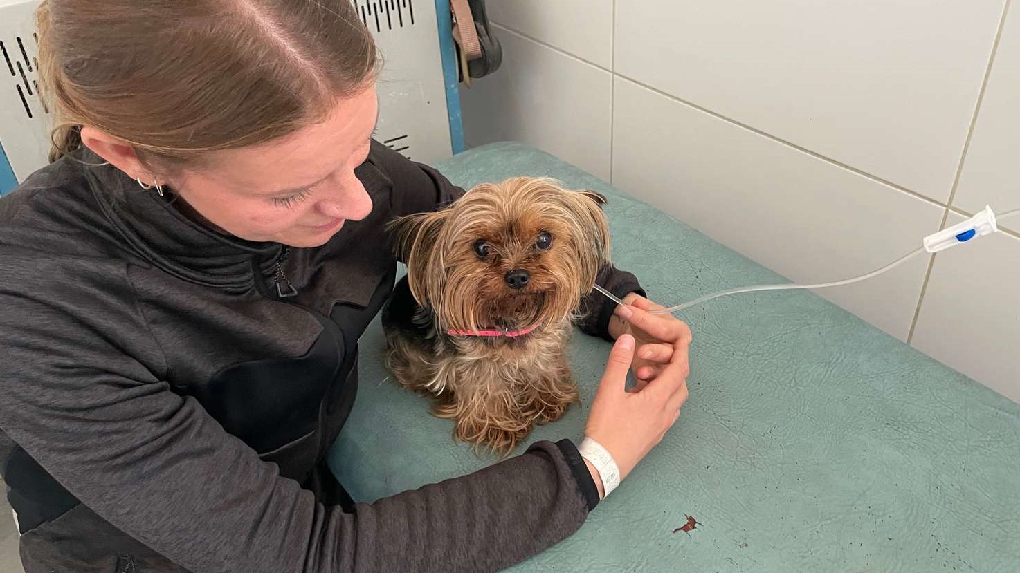 Den 20-årige yorkshireterriere Batty havde en svær livmoderbetændelse, og ejeren kom til Dyrenes Beskyttelses klinik for at få hjælp Hund med drop før operation