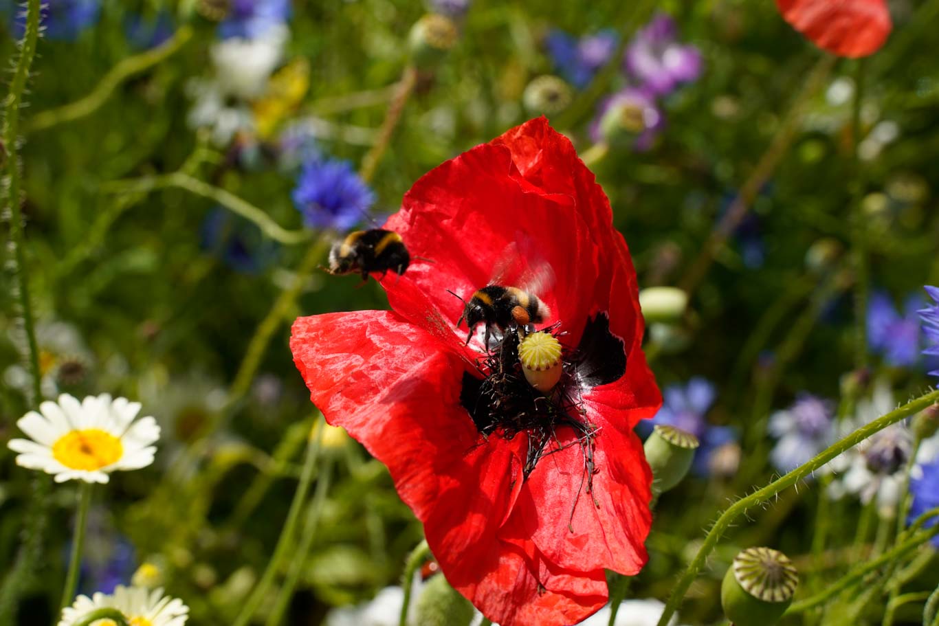Biodiversitet