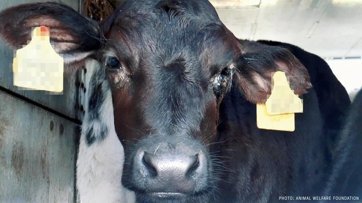 Foto: Eyes on animals Kalv under transport