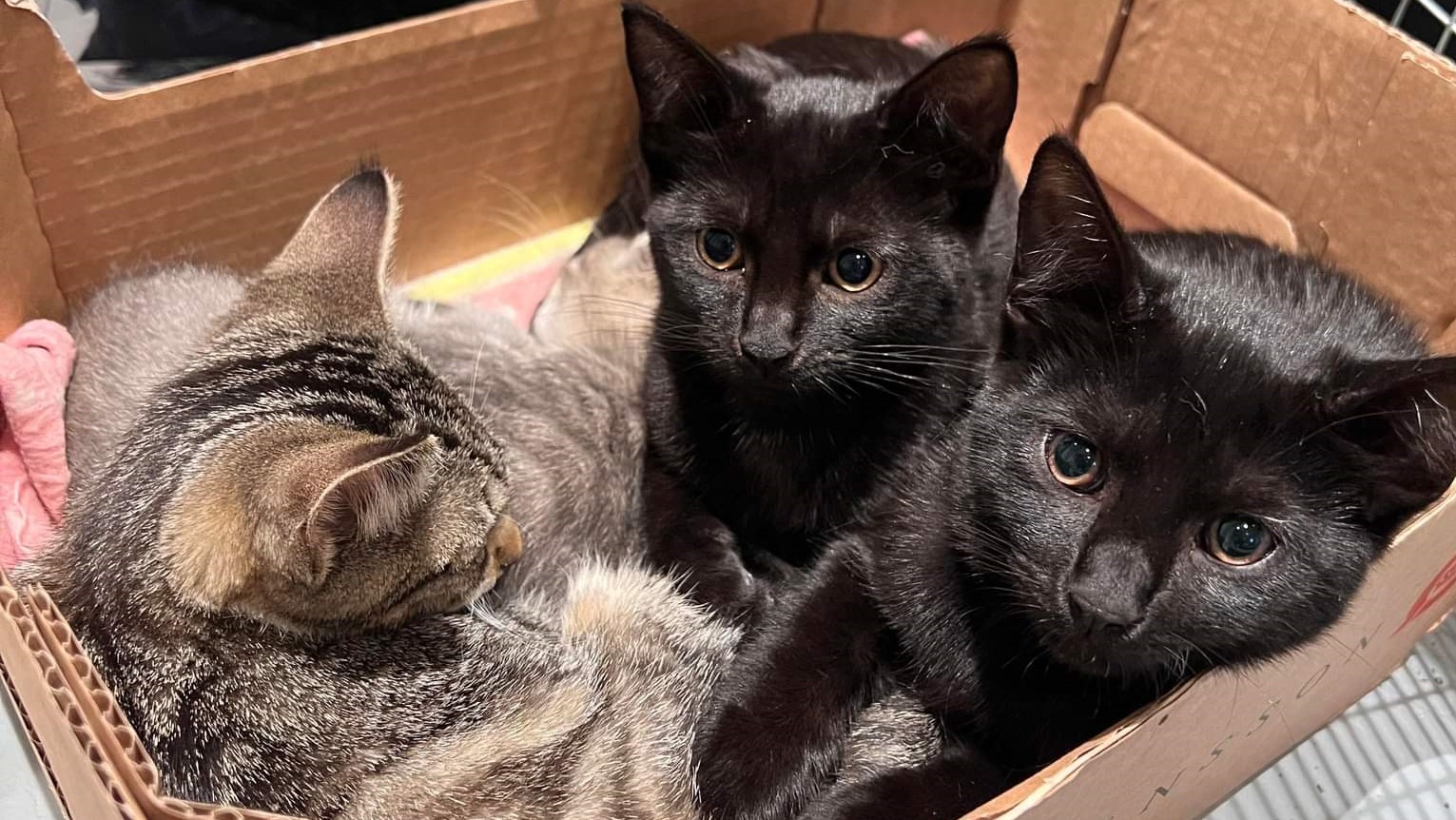 Katte i papkasse