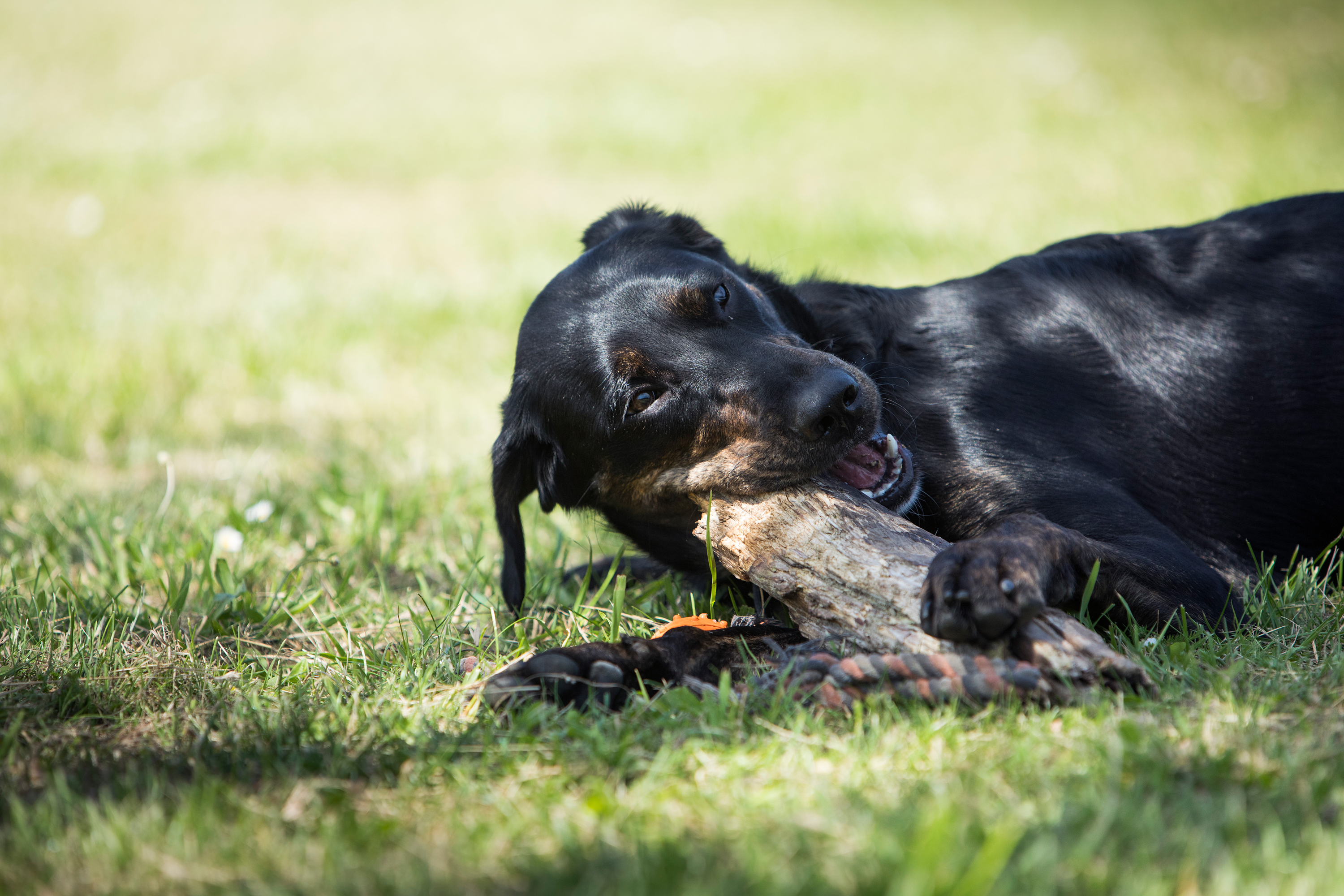 Foto: Kim Johnsen hund