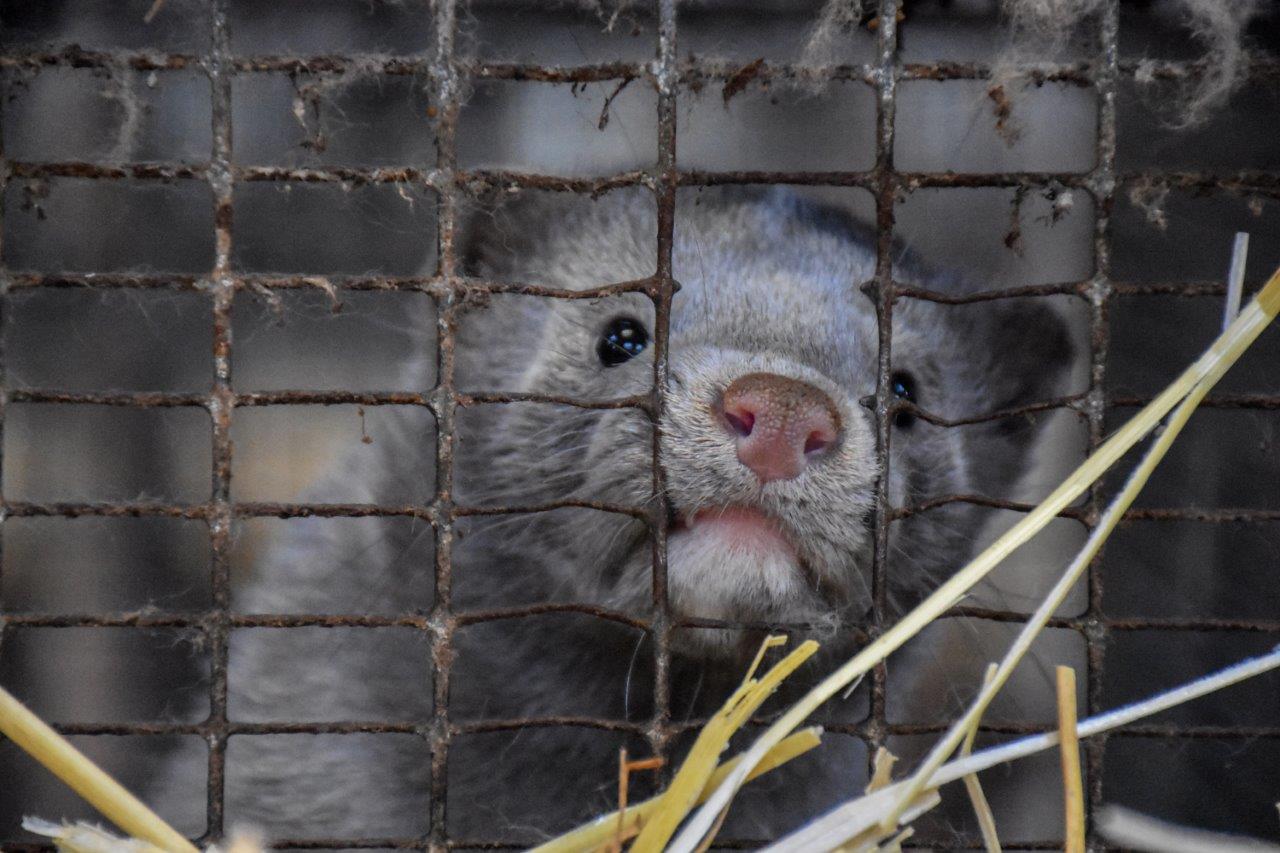 Foto: Dyrenes Beskyttelse Mink i bur