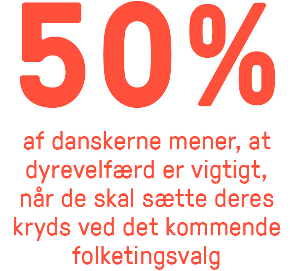50 procent af danskerne mener, at dyrevelfærd er vigtigt,  når de skal sætte deres kryds ved det kommende folketingsvalg