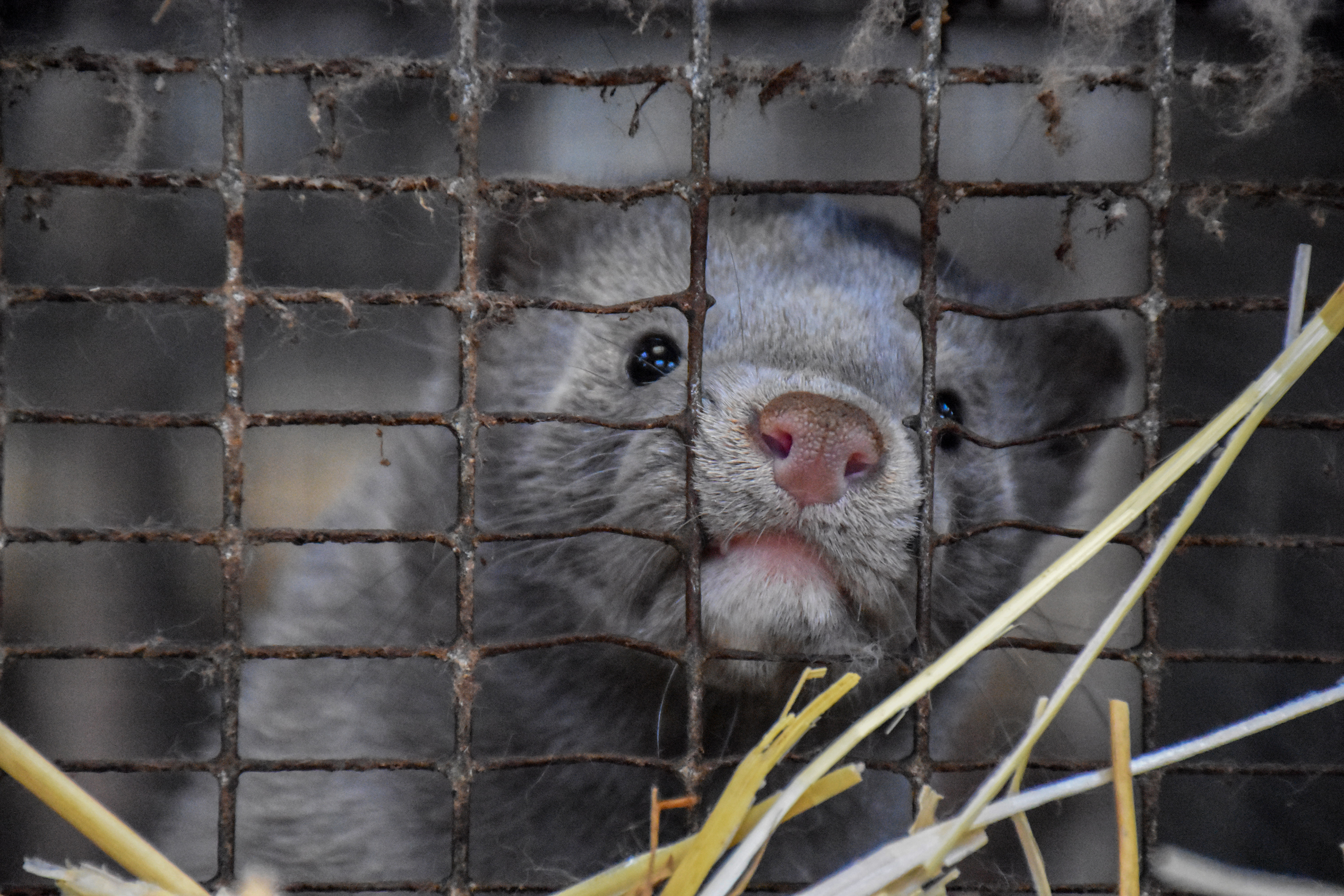Mink
