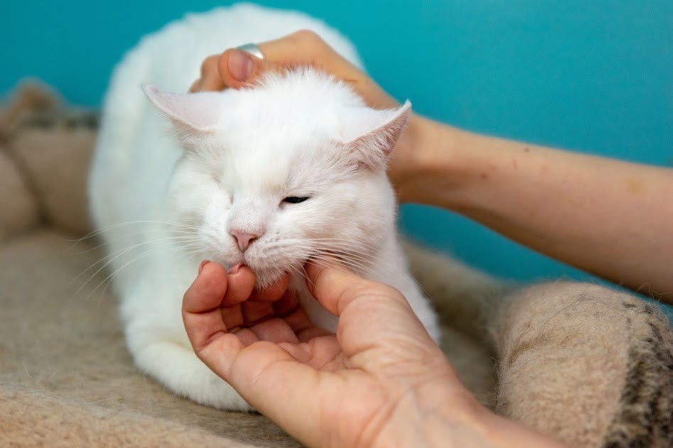 Mange af kattene på internatet i Odessa har brug for dyrlægehjælp Kat, der er blind på det ene øje