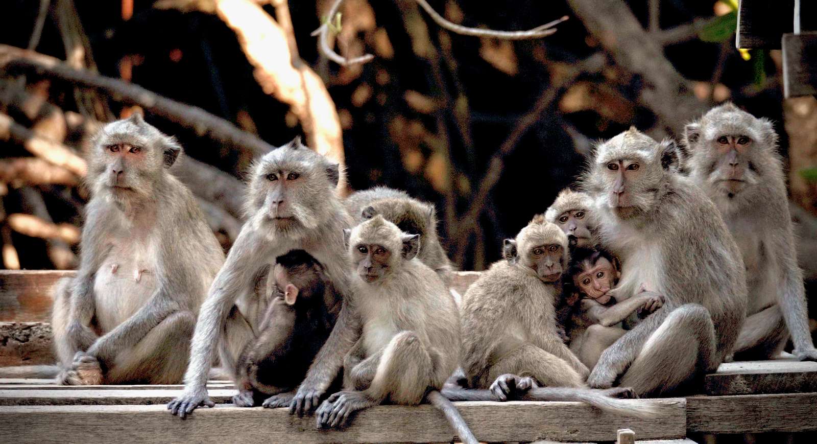 Makakaber findes i store populationer nær turistattraktioner, men de er ved at forsvinde fra naturen på grund af deres værdi som forsøgsdyrFoto: Dan Säll Makakaber på Laos