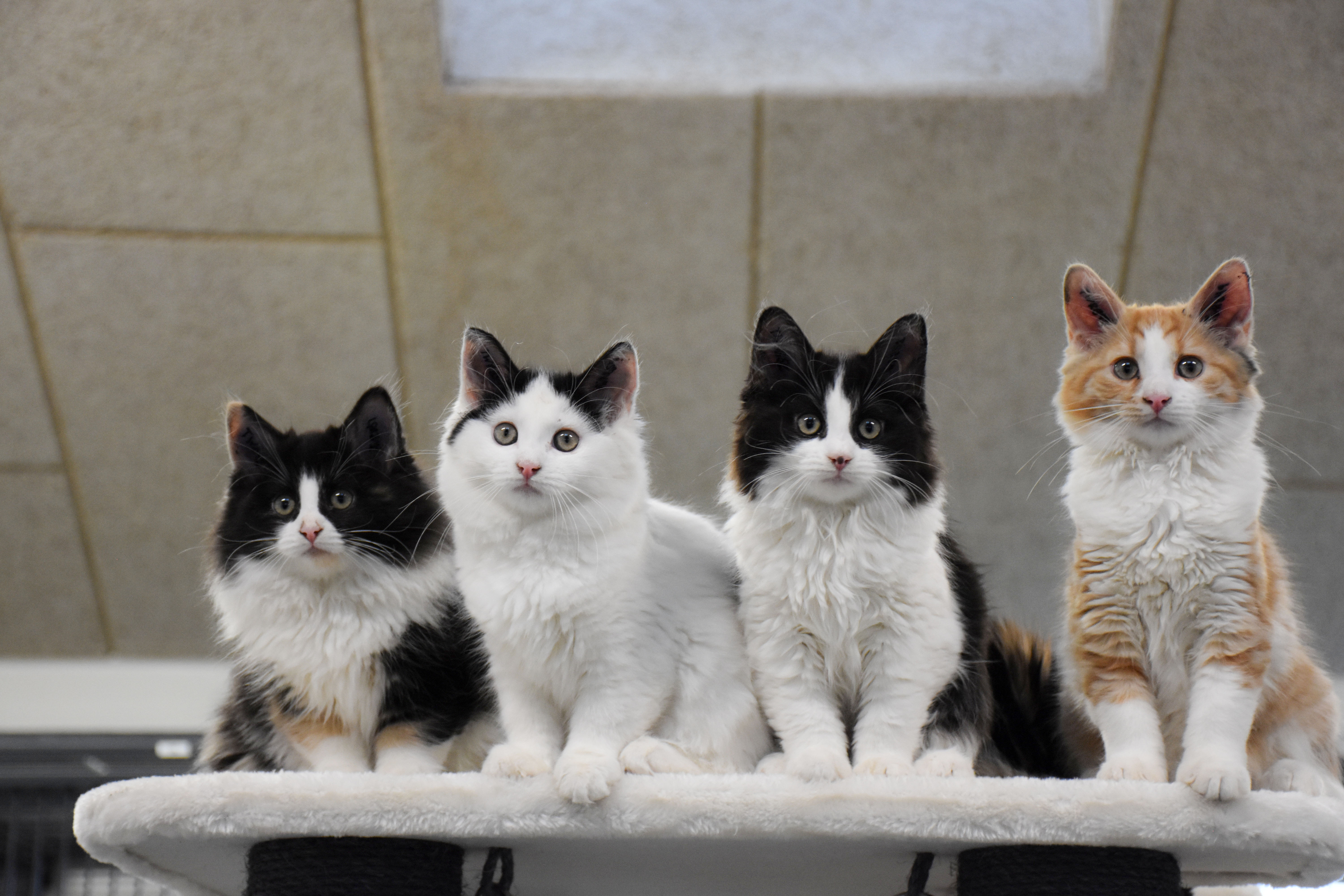 overvældende hvordan middag Ikke plads til flere katte: Internater mangler desperat adoptionsfamilier |  Dyrenes Beskyttelse