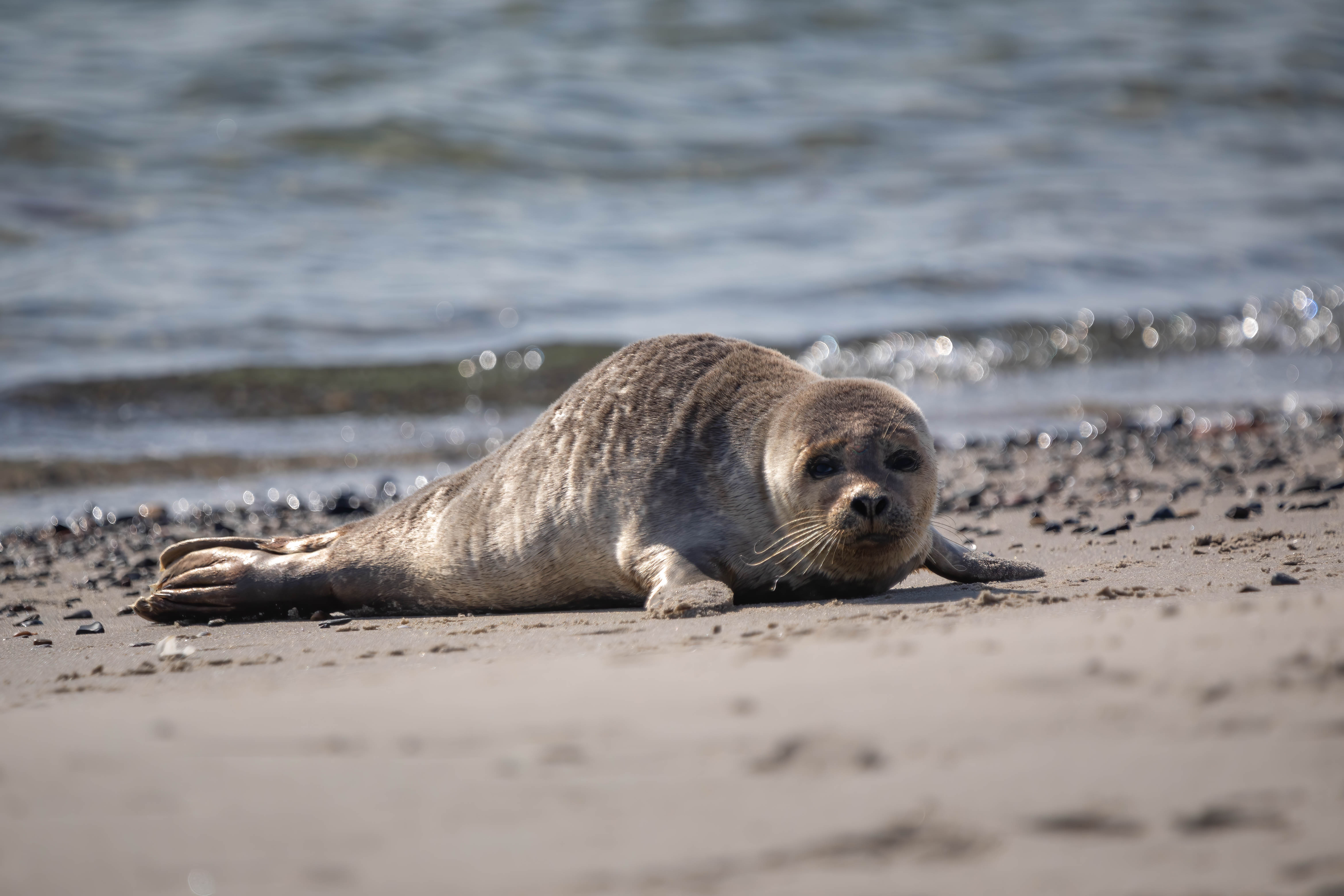Foto: Asger Thielsen Sæl i Skagen
