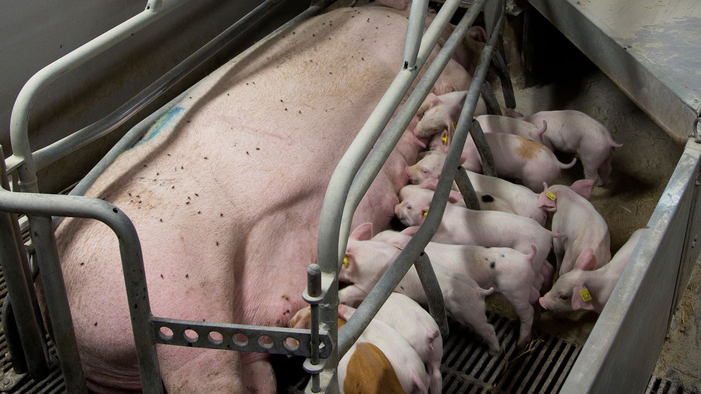 Dyrevelfærdskrisen i dansk landbrug
