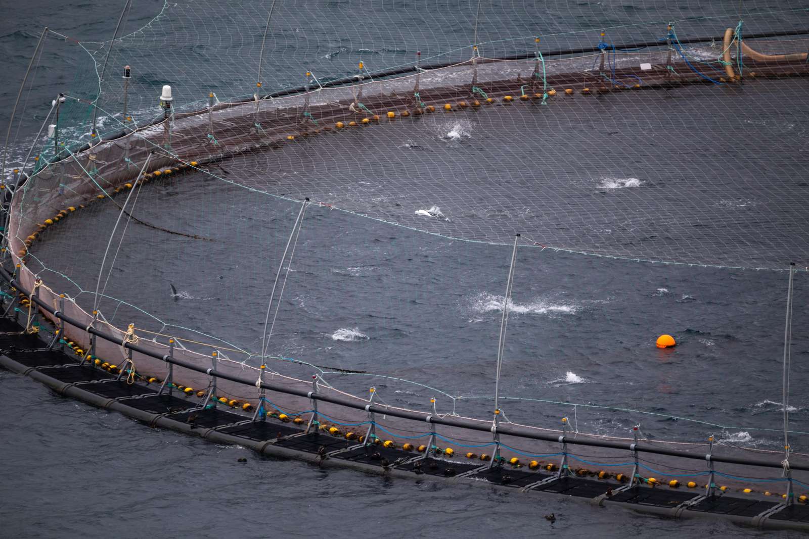 Foto: Asger Thielsen Havbrug