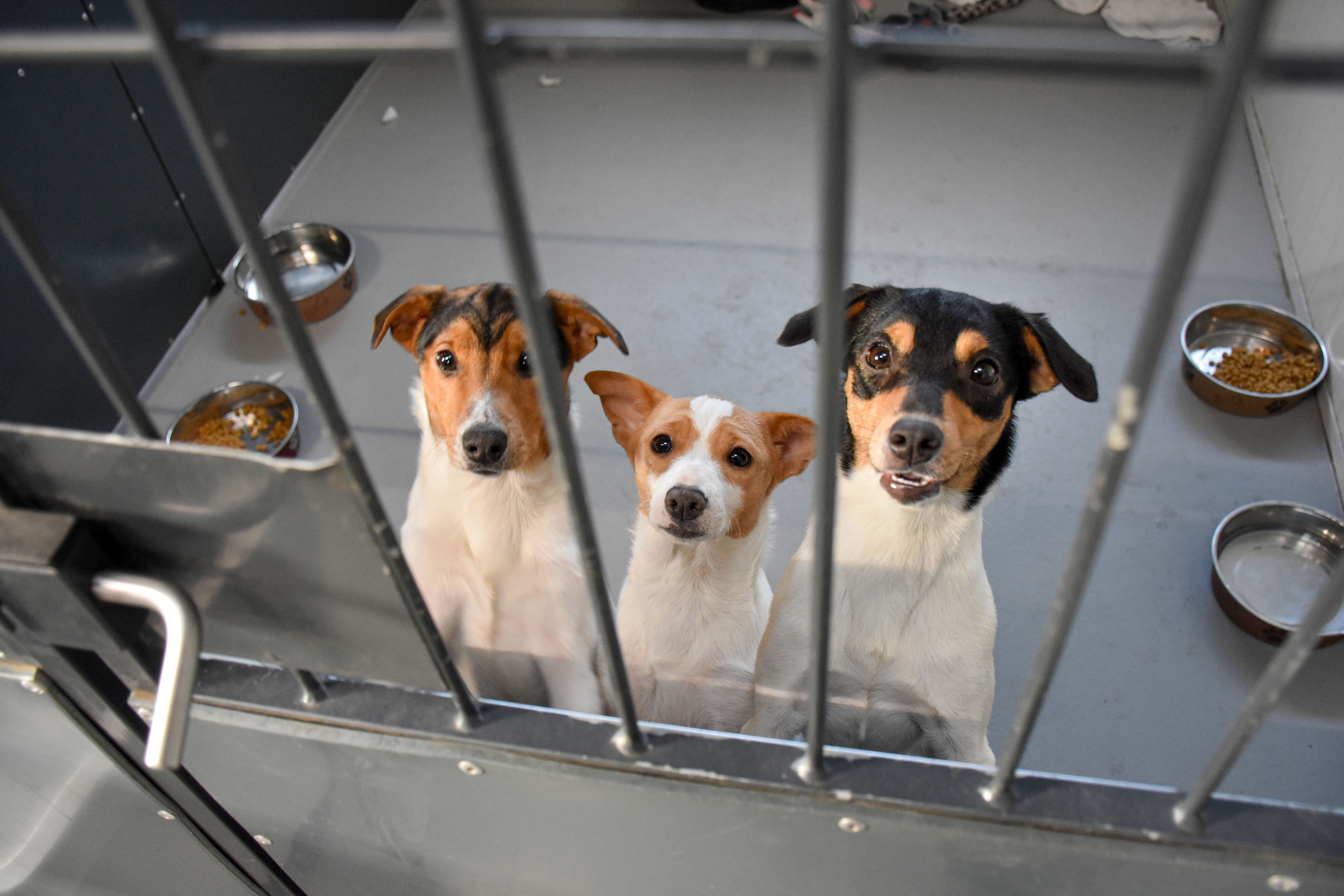 Ny sag: 16 hunde indleveret Beskyttelse Dyrenes Beskyttelse