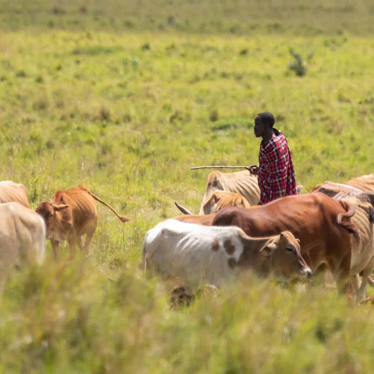 Masai med kvæg