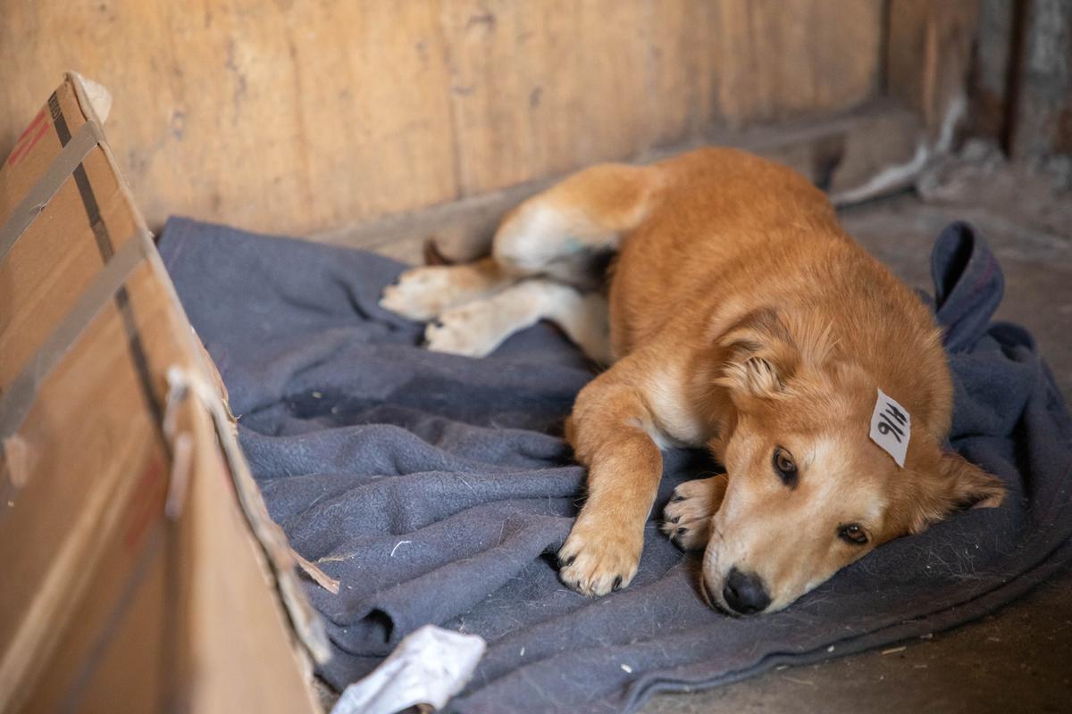 Hund til opvågning efter behandling Hund til opvågning efter behandling