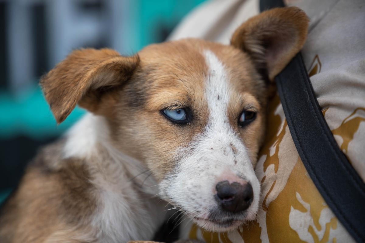 Foto: Asger Thielsen Masaihund