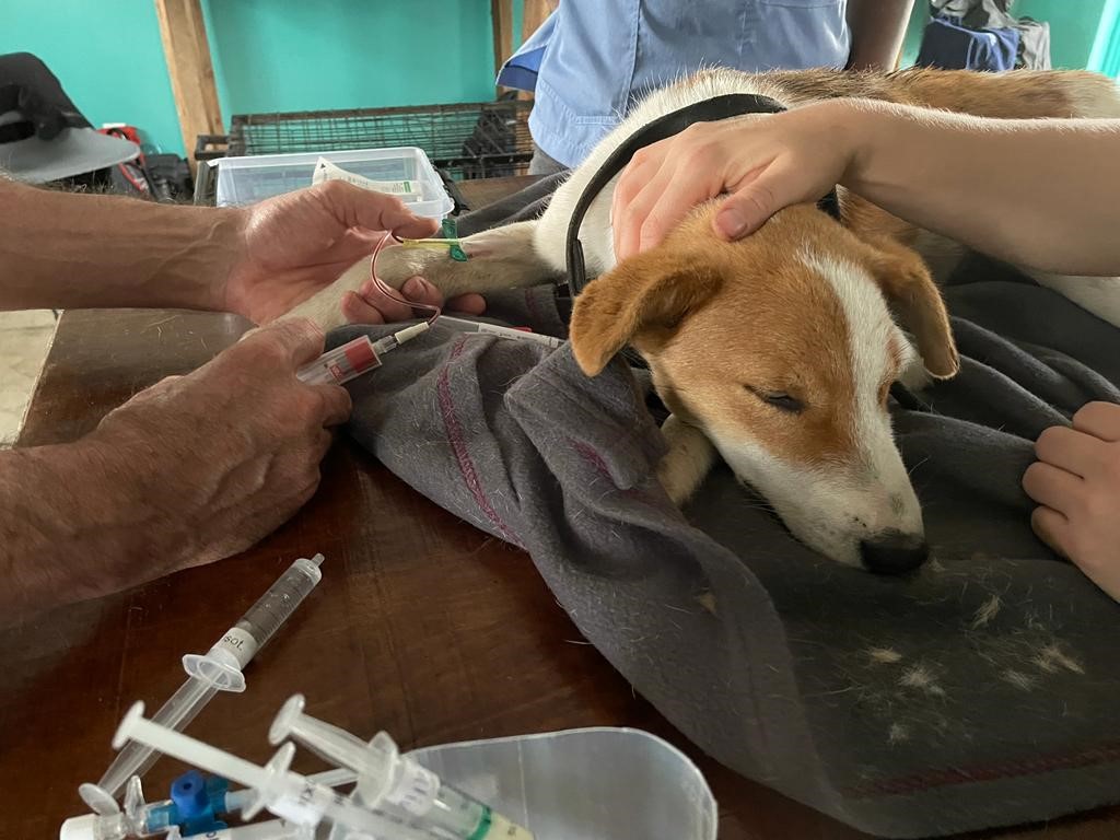 Foto: Rikke Langebæk Hund på operationsbordet