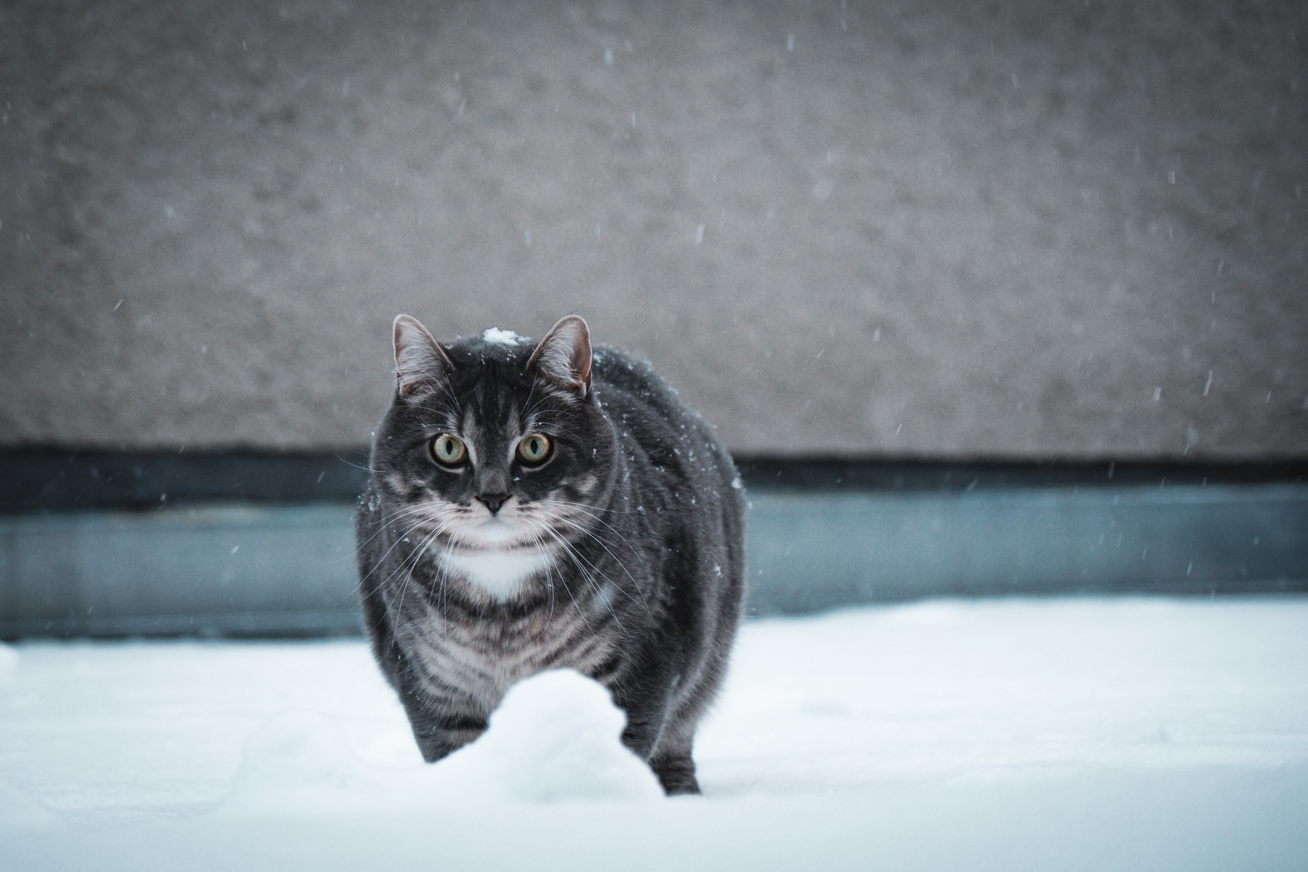 bagagerum blyant Arrangement Trænger katten til en slankekur? | Dyrenes Beskyttelse