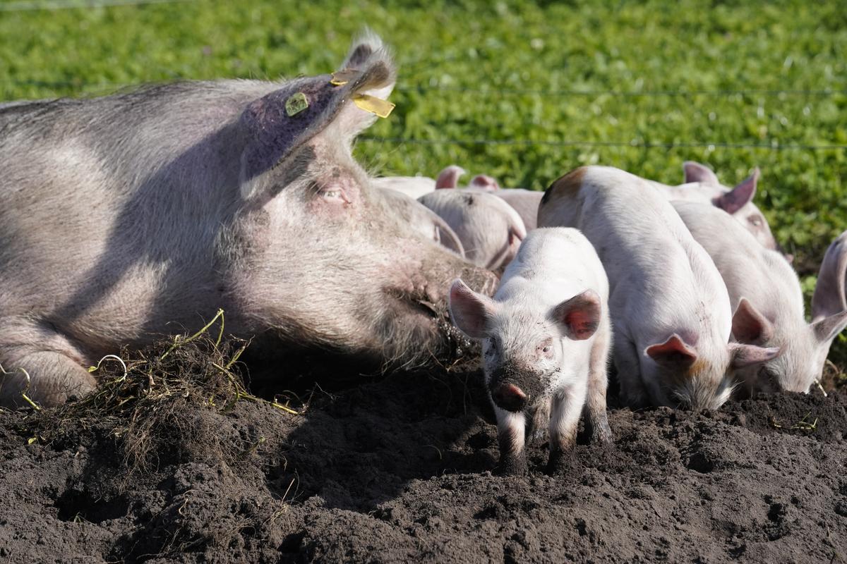 Foto: Thomas Degner Det er landbrugsdyrene, der lægger liv til vores store animalske fødevareproduktion i dag. Dyrevelfærd er en uundgåelig del af den nødvendige bæredygtige omstilling af landbruget til en langt mindre klima- og naturbelastende plantebaseret produktion med langt bedre plads og betingelser for de resterende langt færre landbrugsdyr.