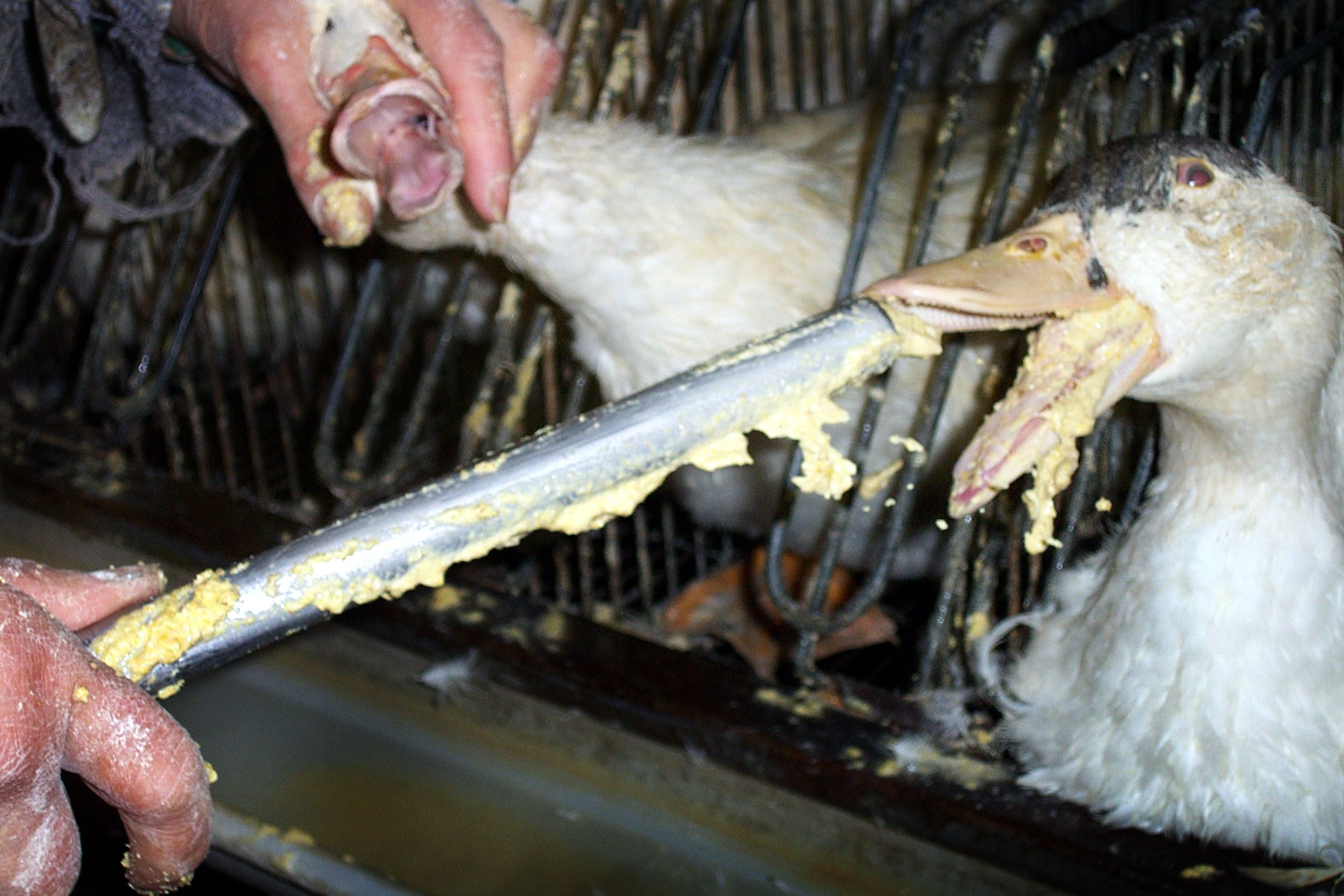 Gæs tvangsfodres i foie gras produktionen