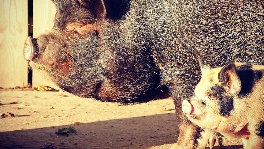 Foto: Kunekune_and_friends Kæleso med den smågris