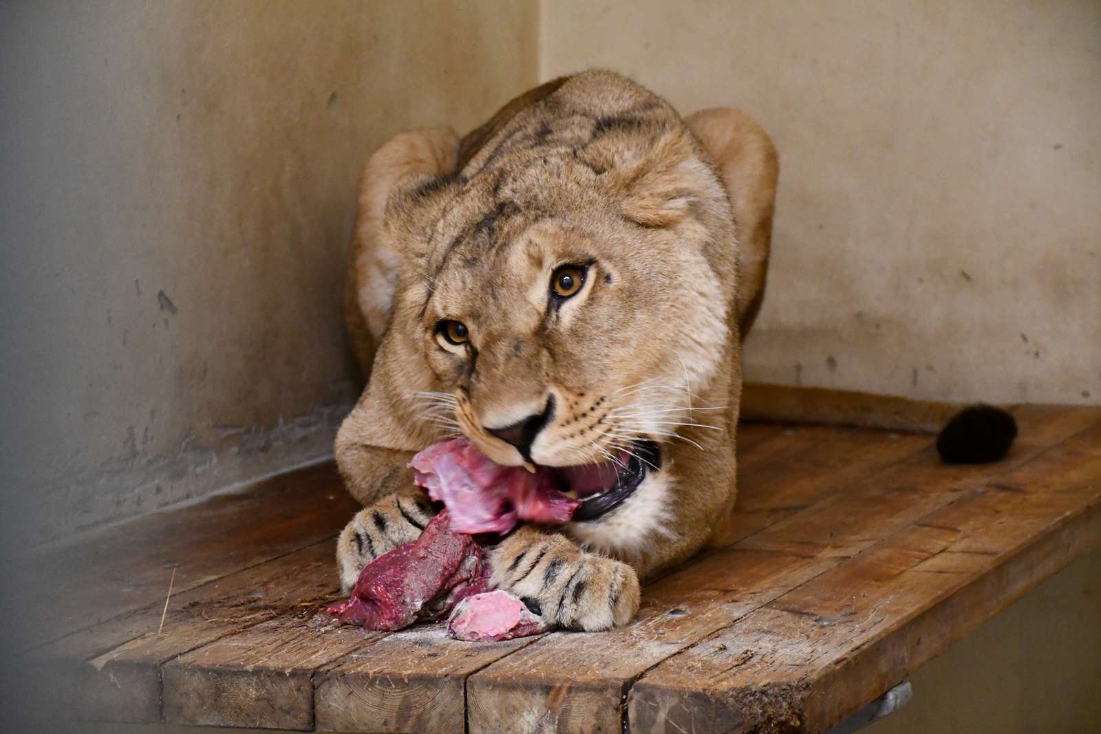 Hunløven Vee i Poznan Zoo kort før turen til Danmark Hunløve spiser kød i fangeskab