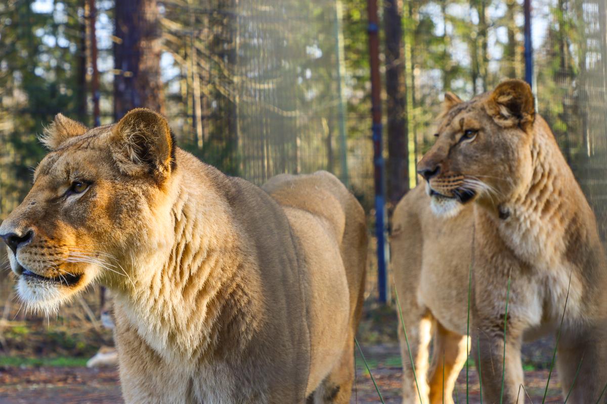Foto: Knuthenborg Safaripark To løver