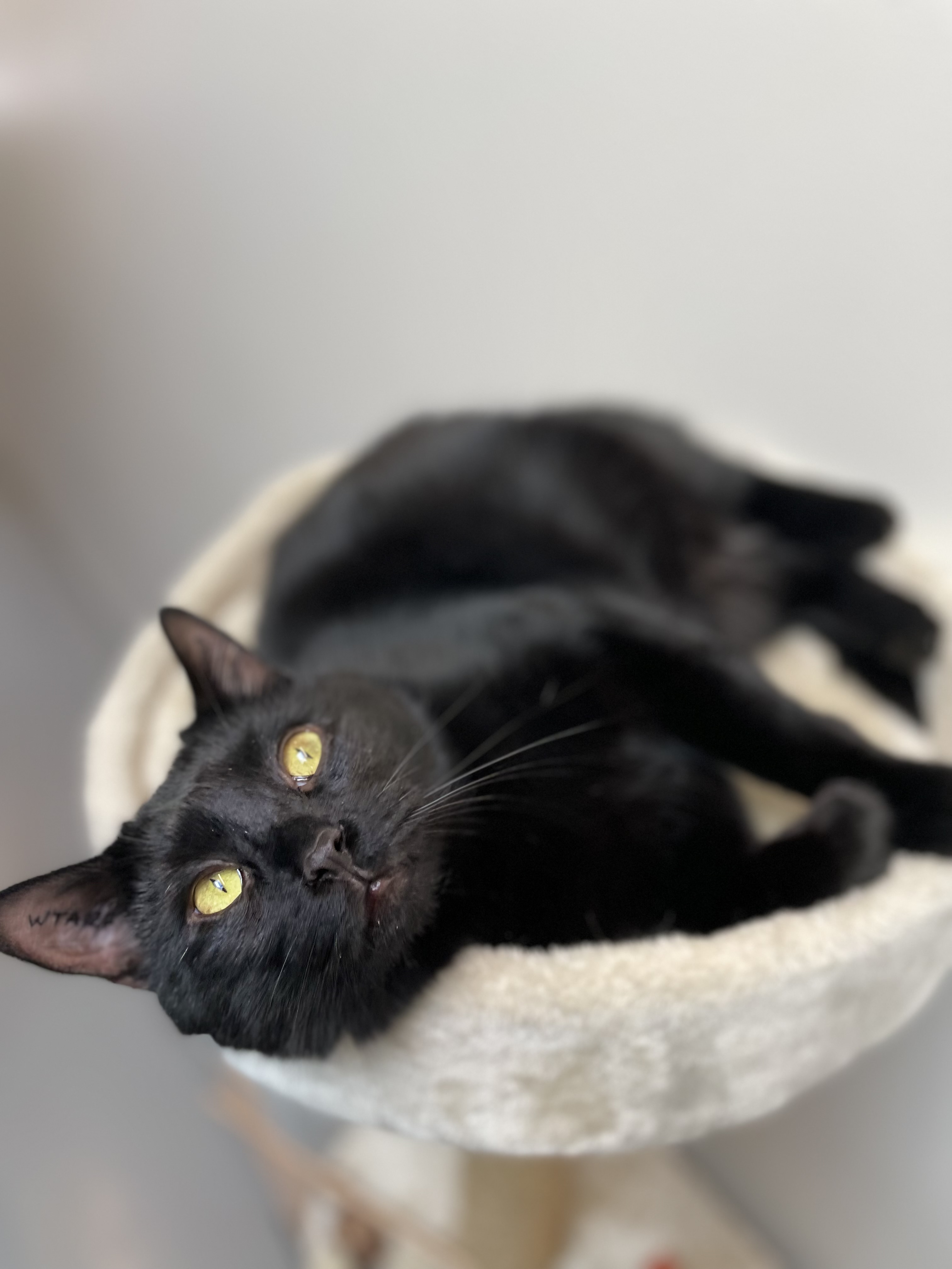 Kattepension Århus - sort kat