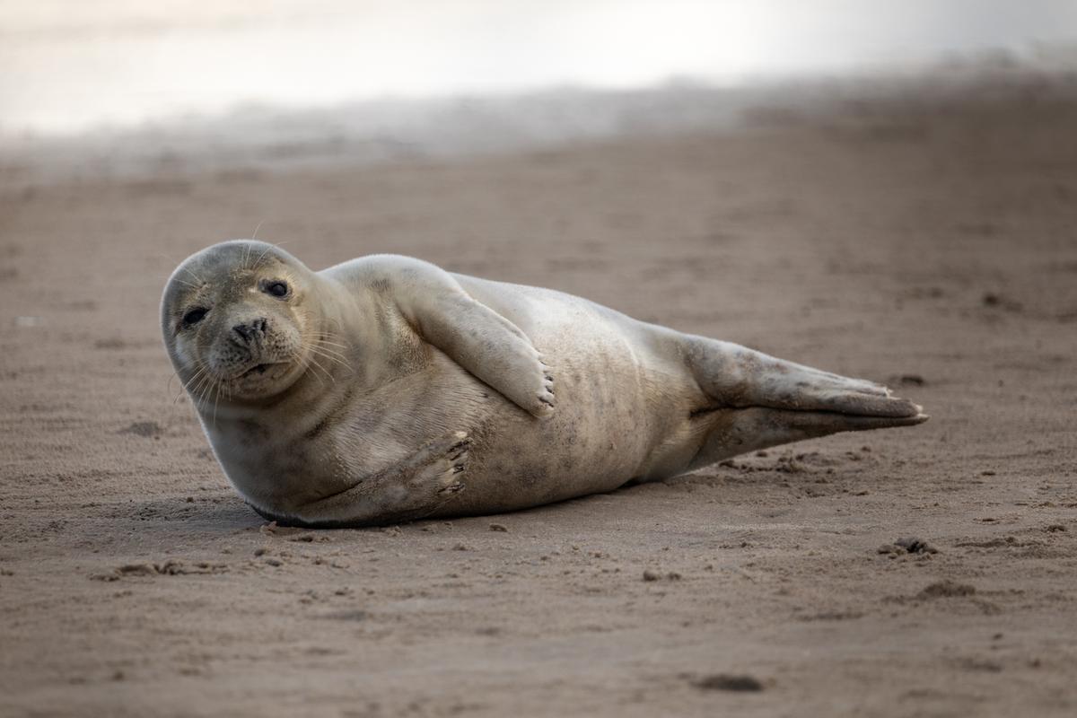 Sæl på¨strand