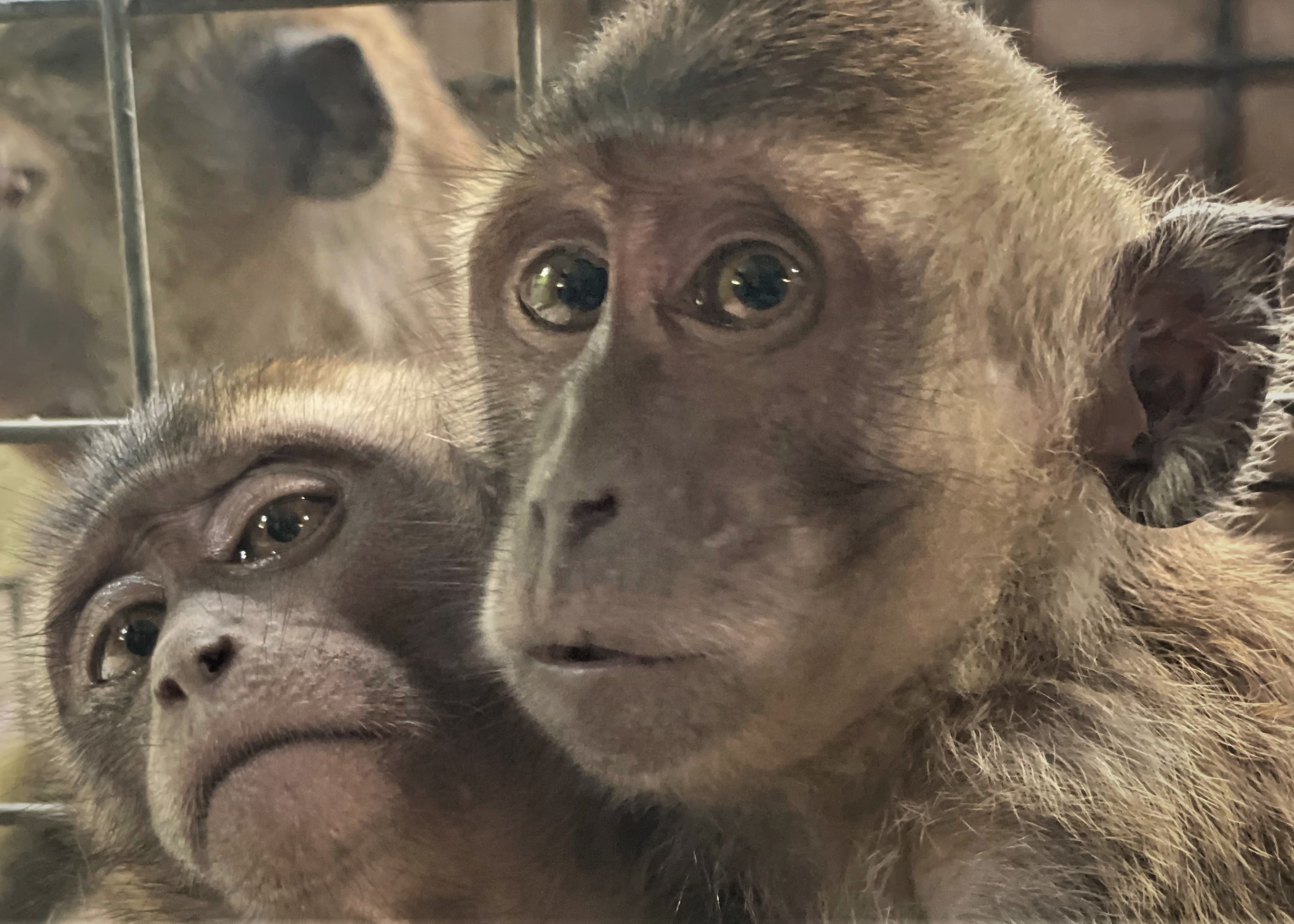 Unge makakaber i bur