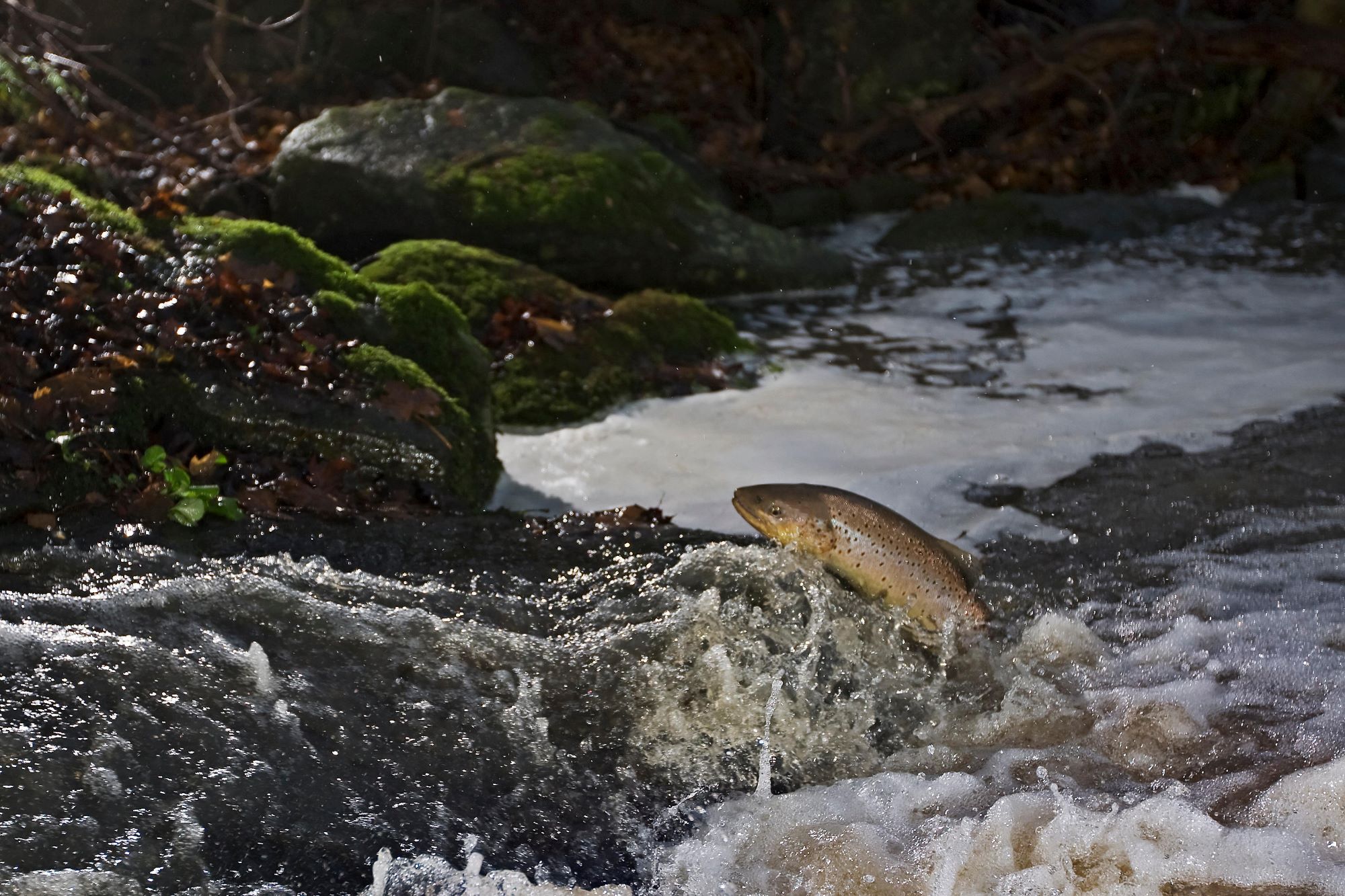 Foto: Alamy Bornholmsk ørred springer op ad vandløb