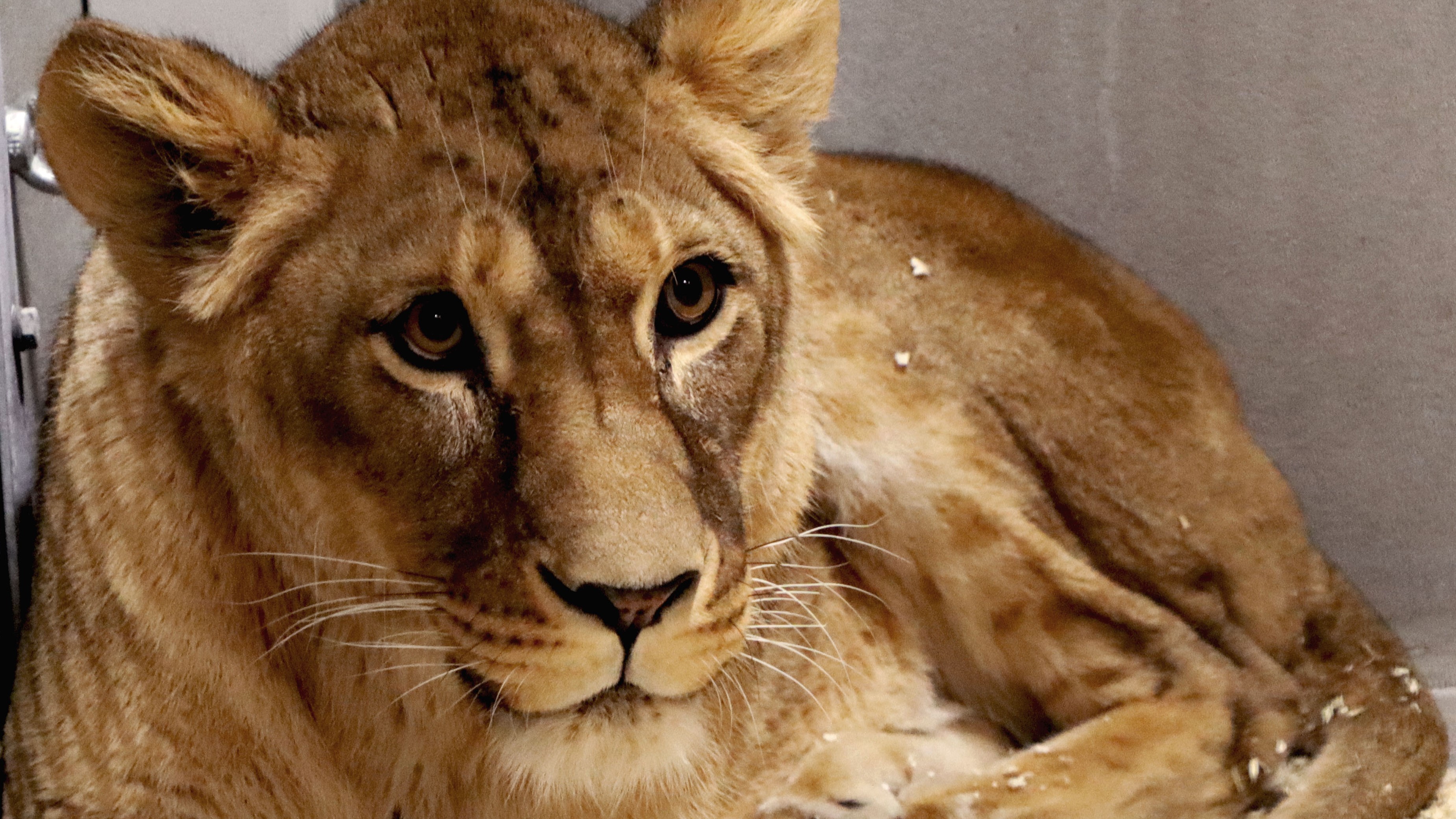 Foto: Knuthenborg Safaripark Løve