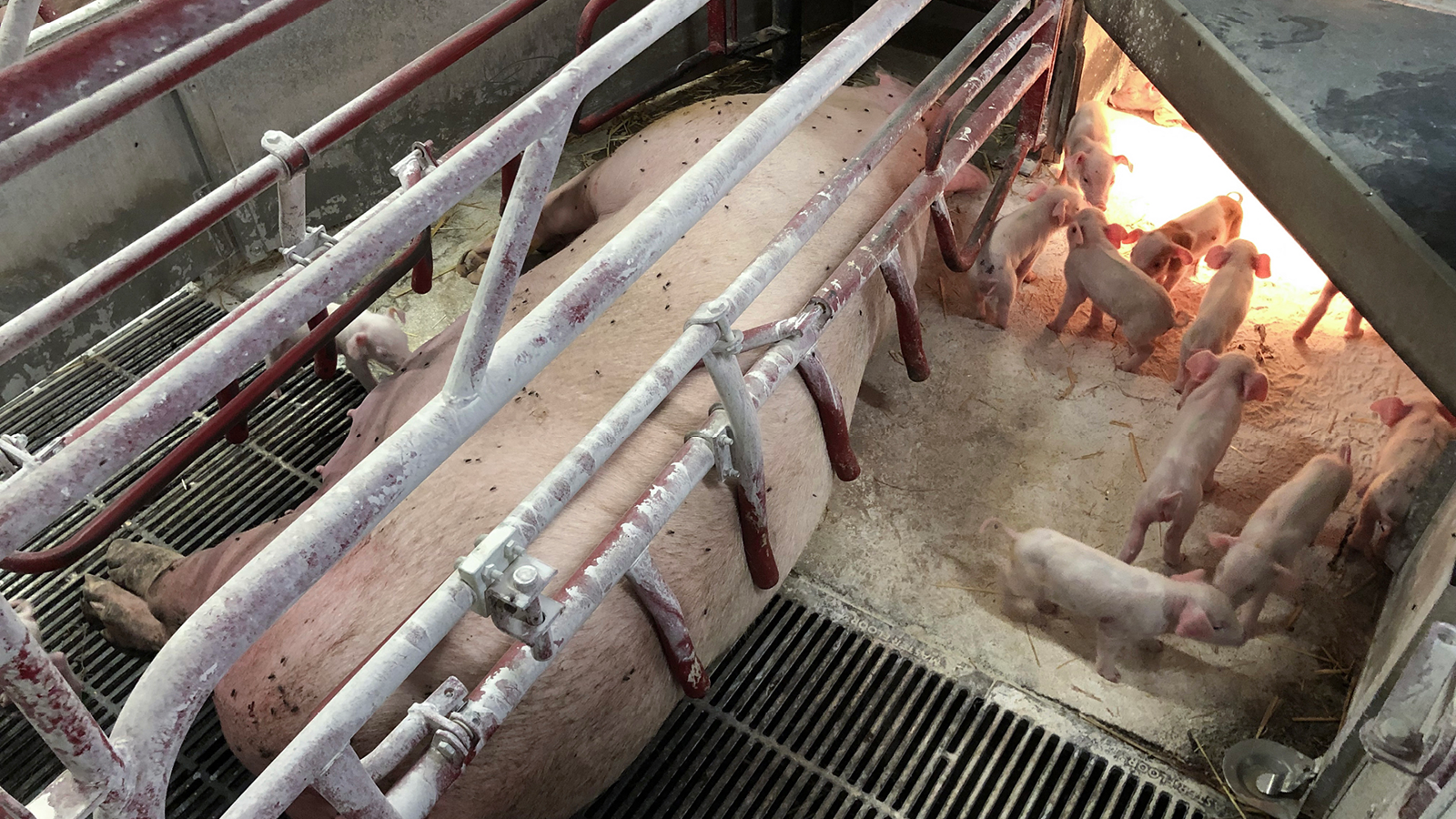 Soen ligger mellem stålbøjler fire til fem uger to gange om året Fiskeret so