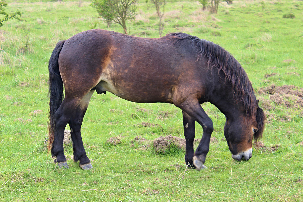 En flok af Exmoor-pony-hingste som denne har skabt bekymring hos besøgende på Molslaboratoriet Exmoor-pony