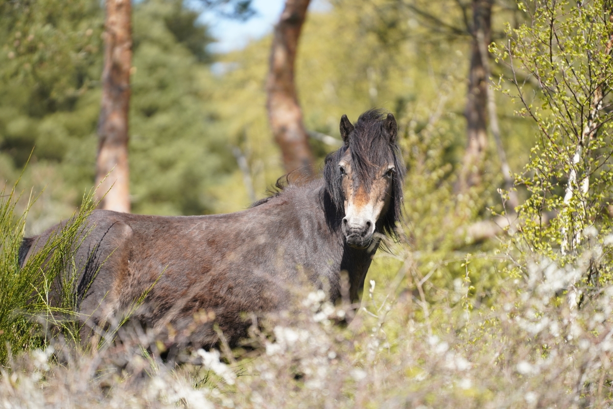 Foto: Dyrenes Beskyttelse/Cathrine Cocks Hest på molslaboratoriet