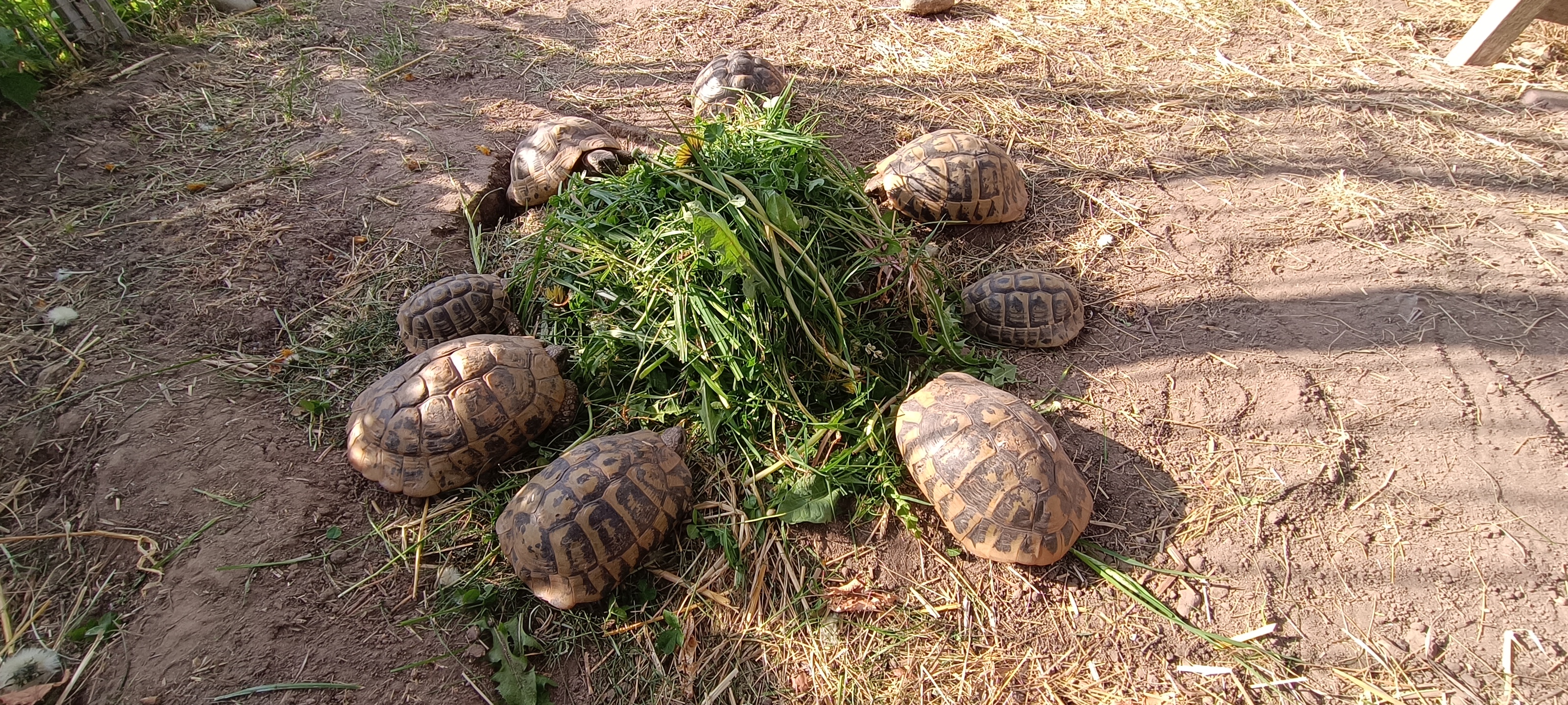 Skildpadder