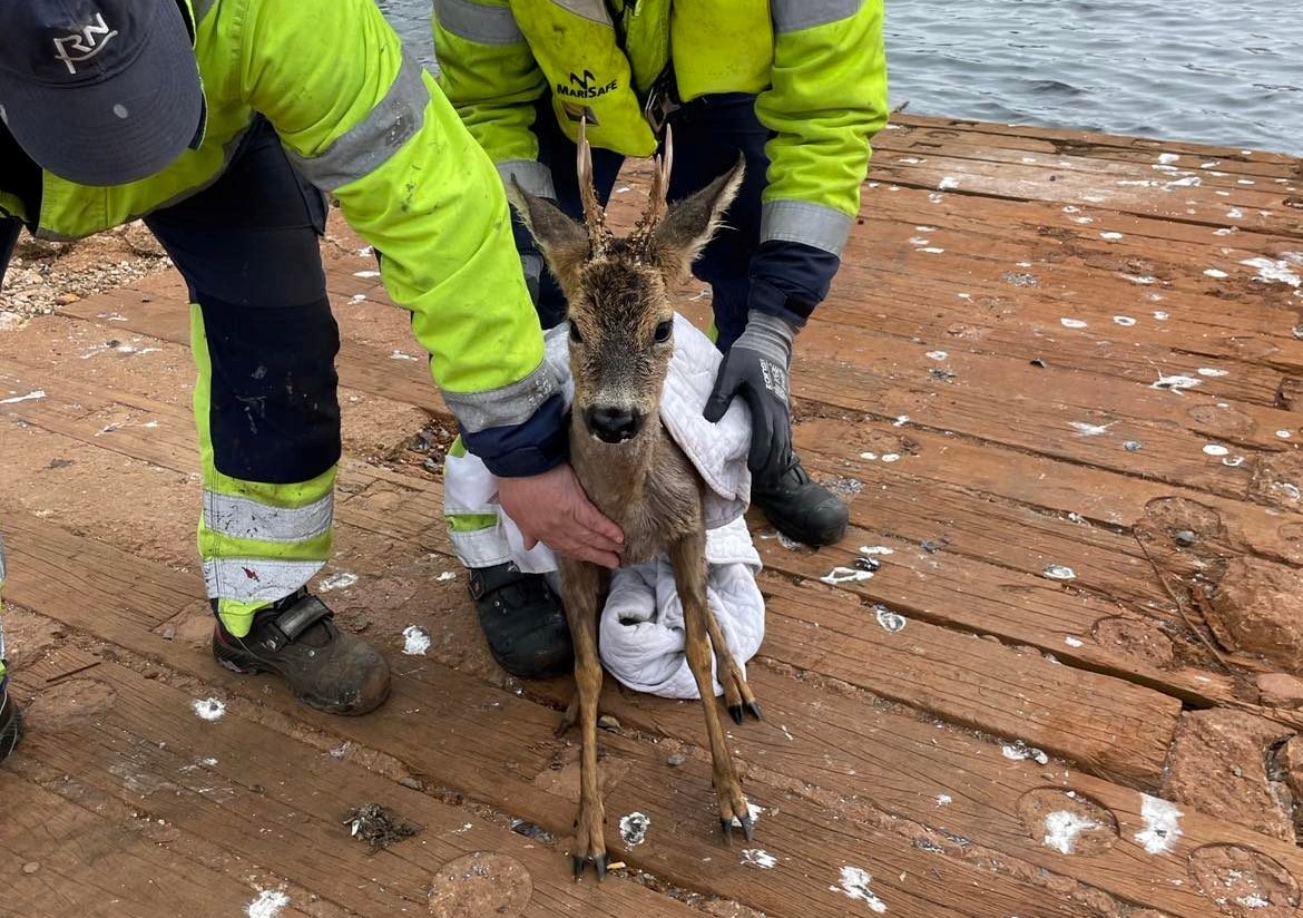 rådyr i havn