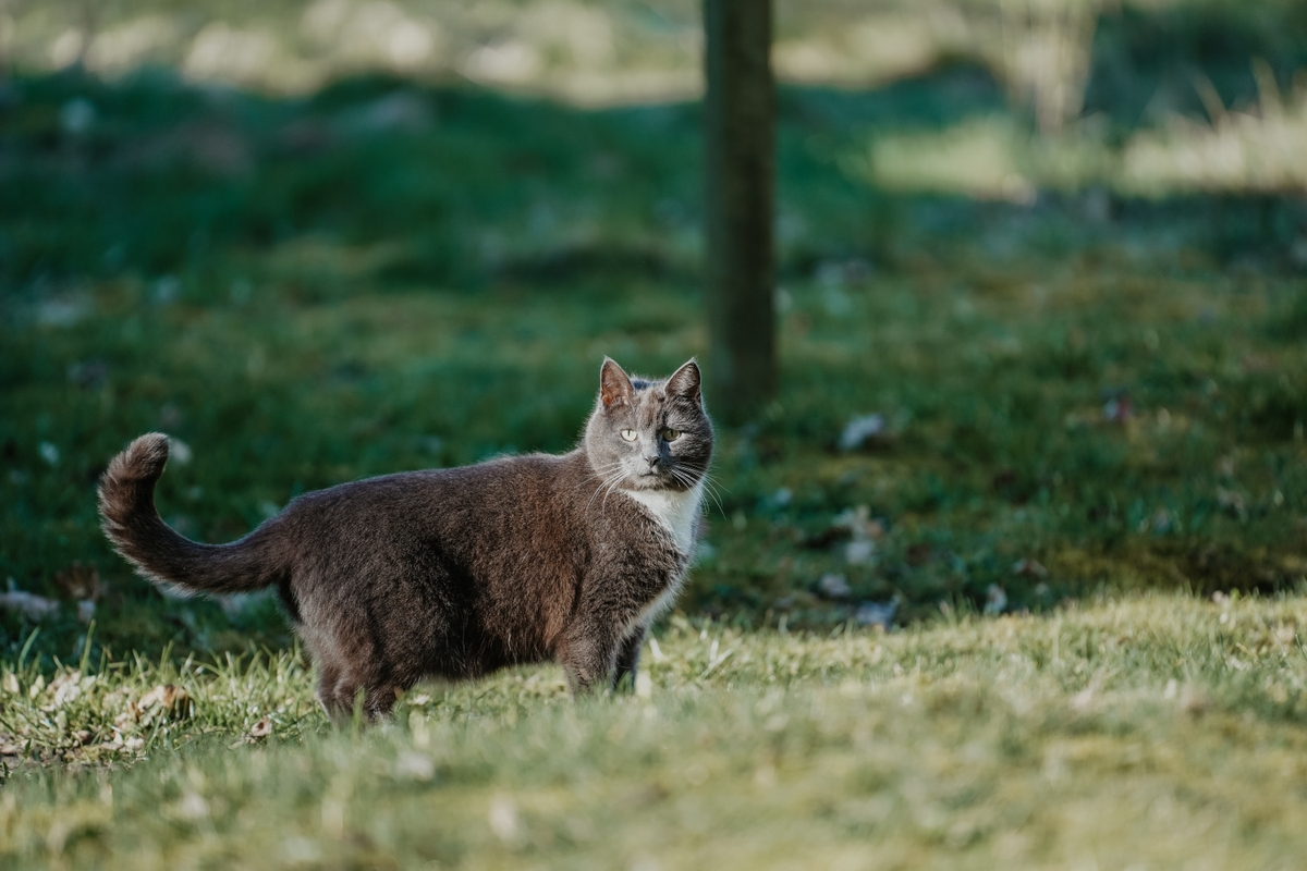 Jørgens kat1