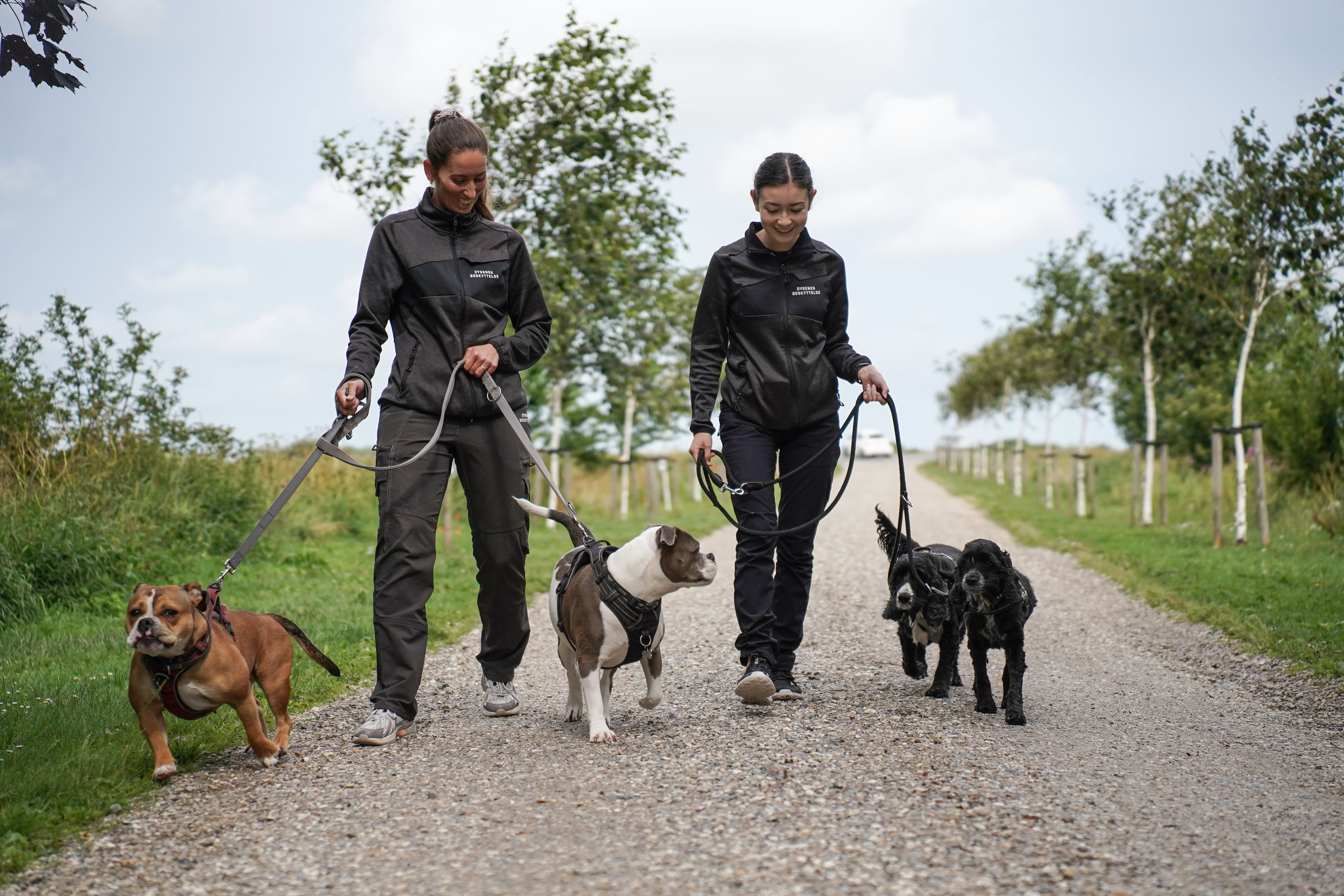 Støt hunde i Nordjylland