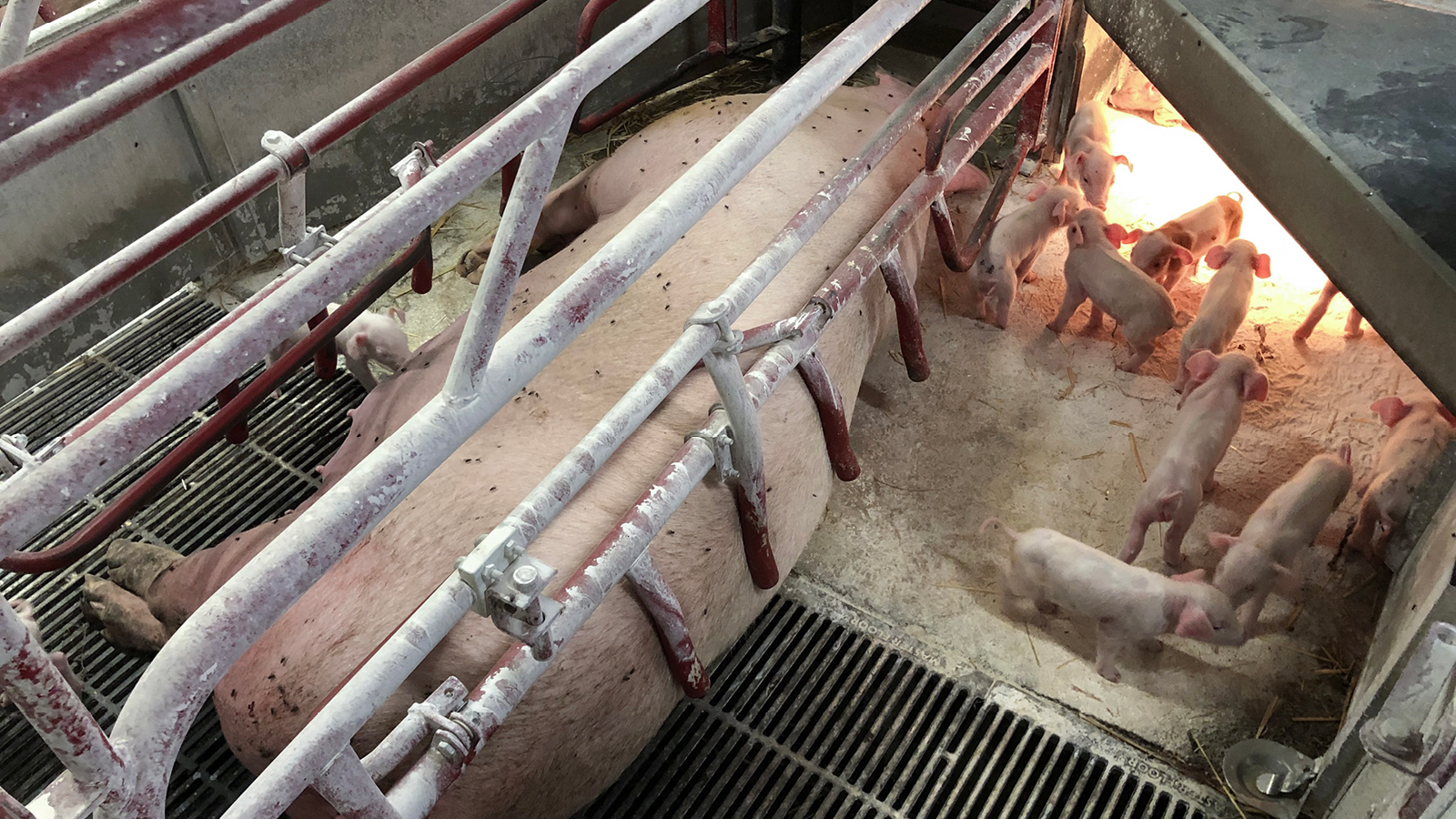 Fikseret so i dansk svineproduktion