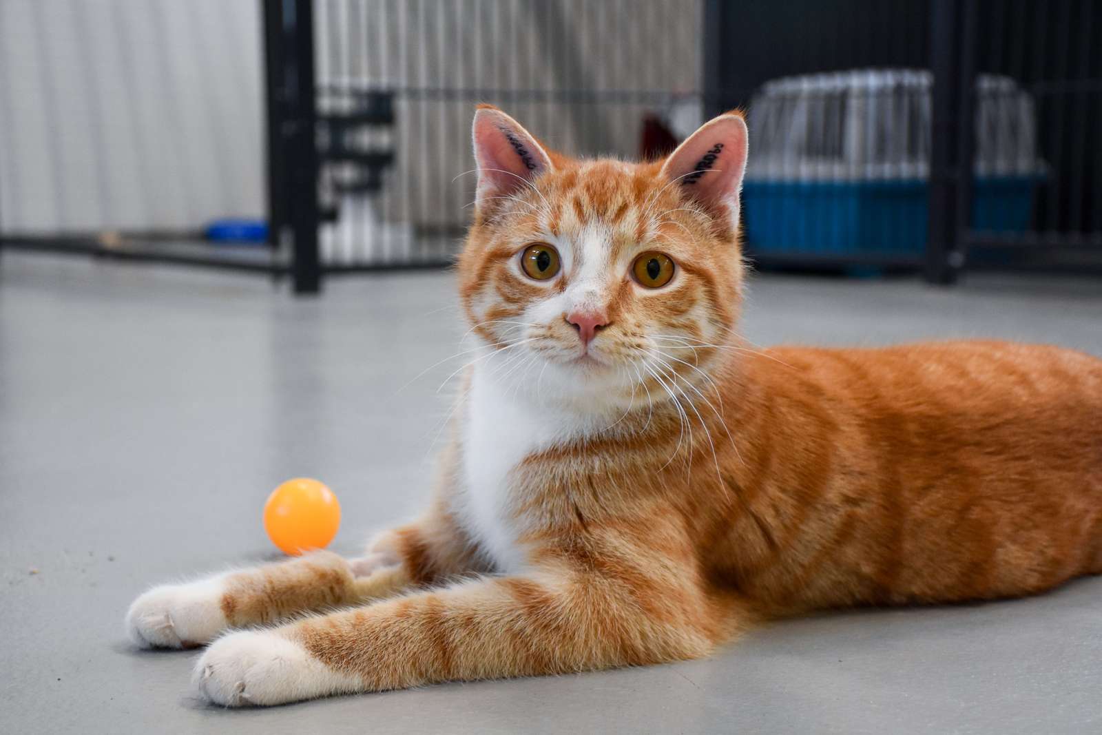 Kat