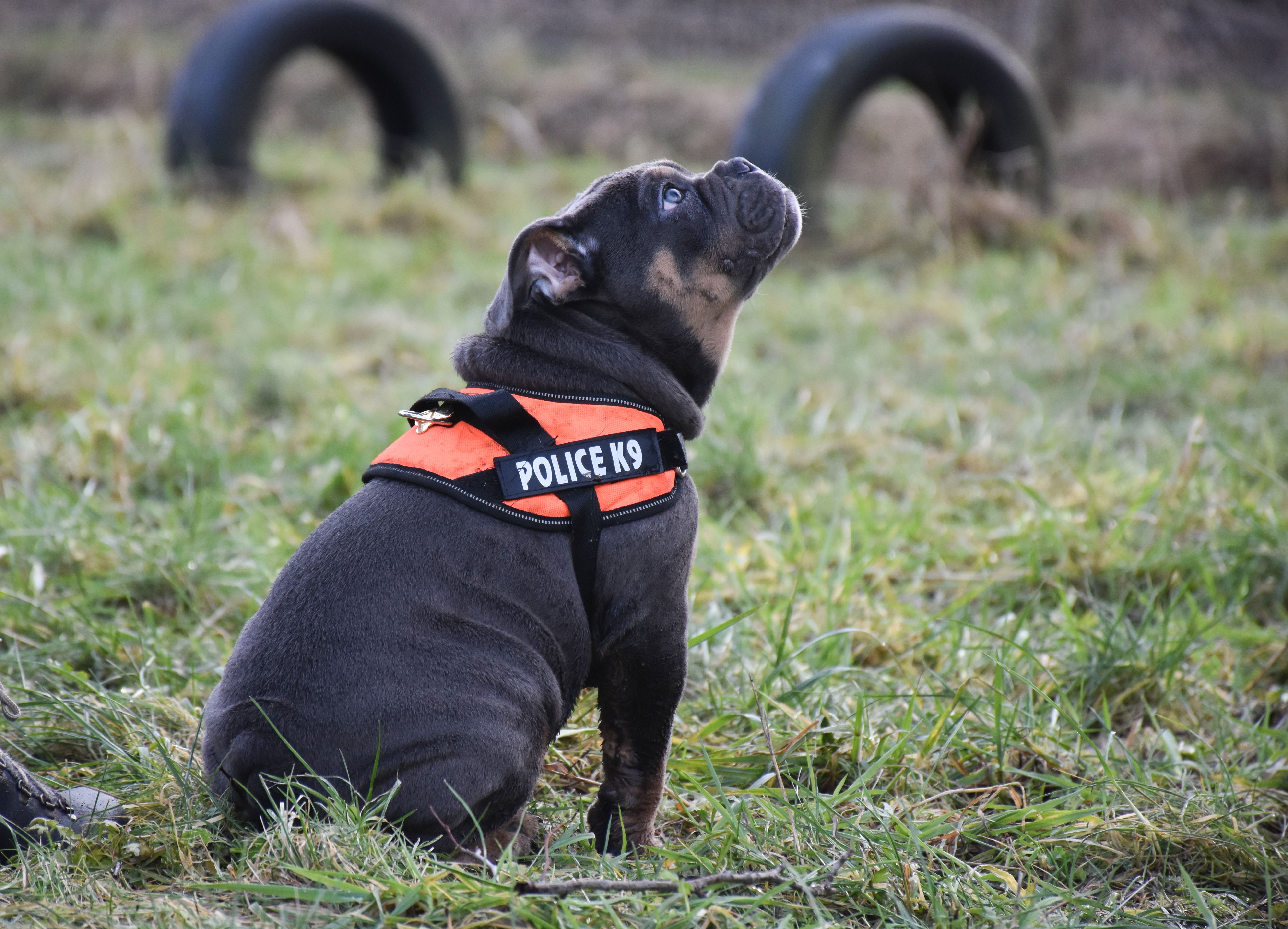 fladsnuedet hund