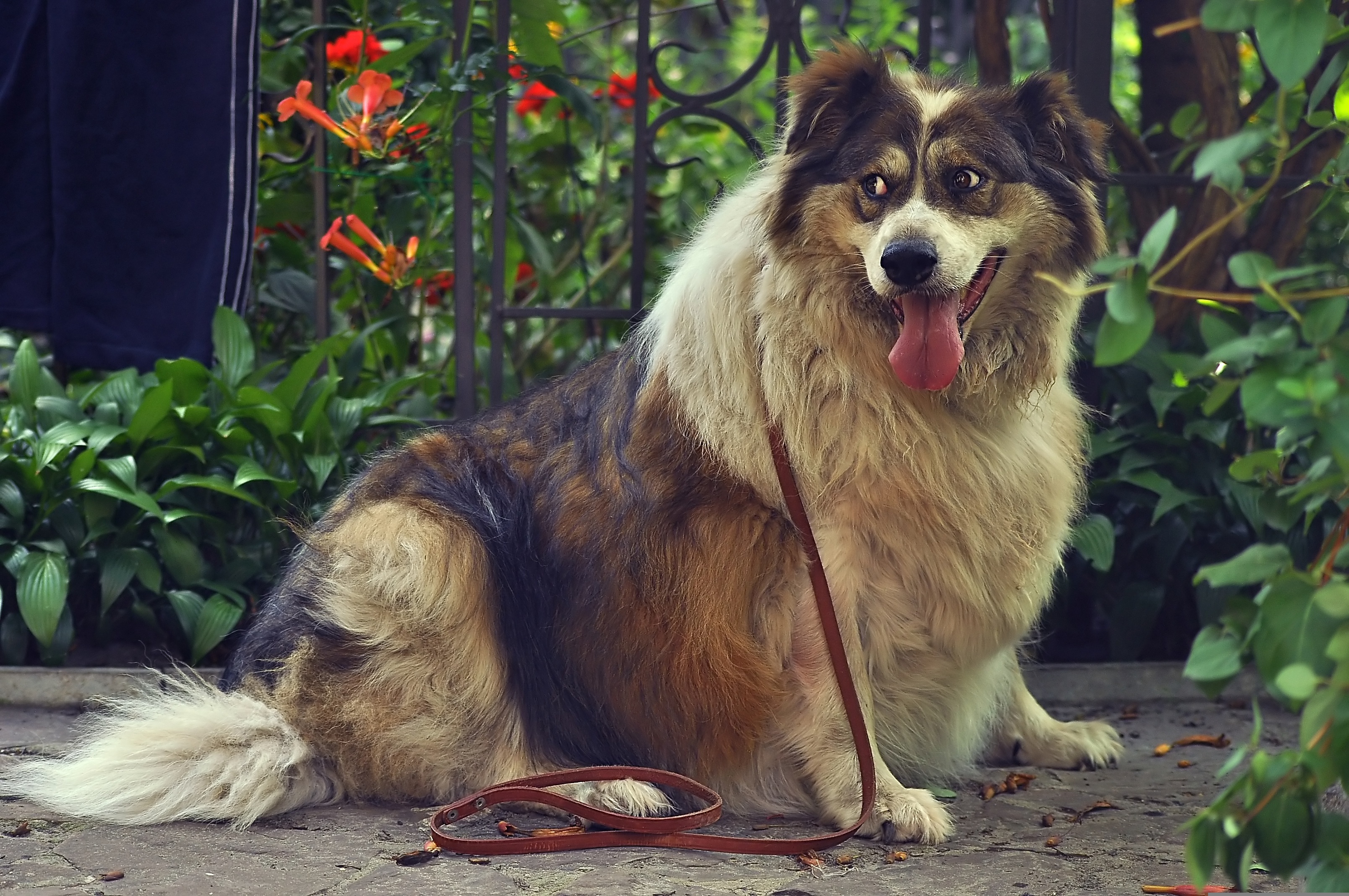 Overvægtig hund