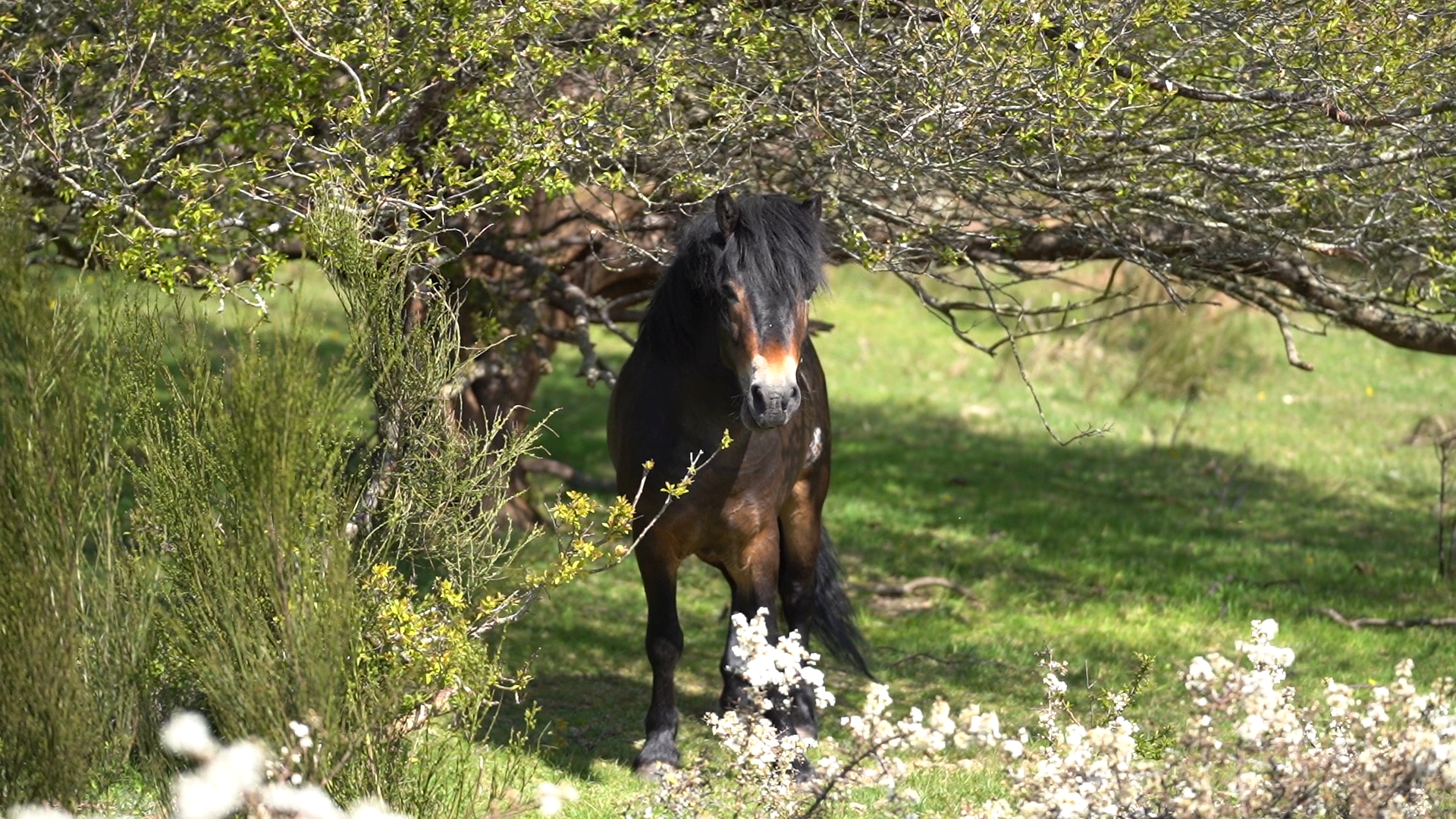 Hest under træ