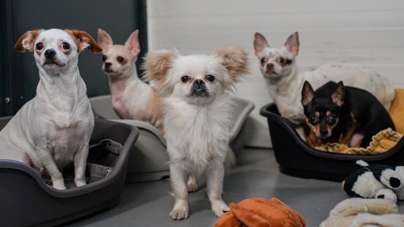 Små hunde