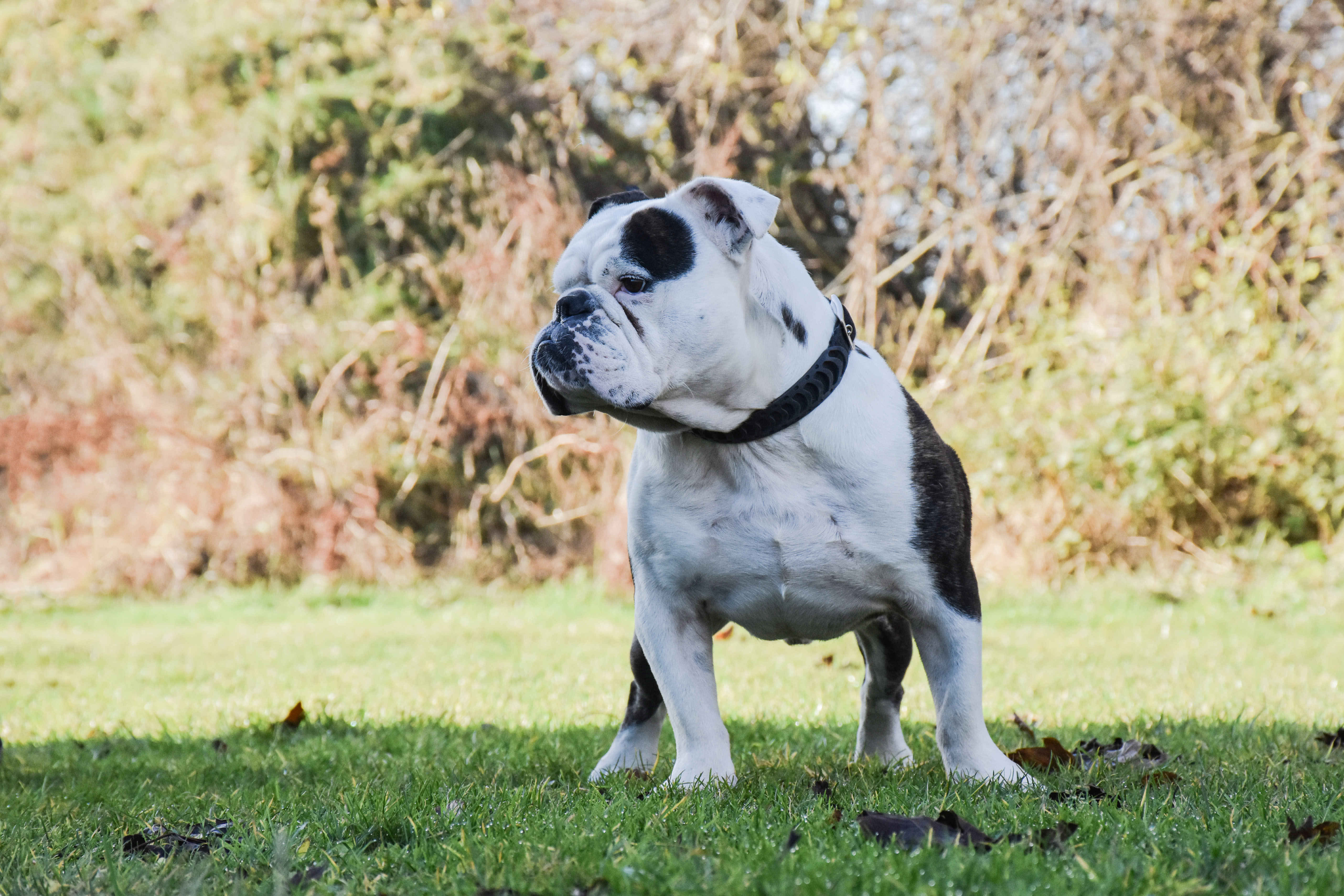 Engelsk bulldog
