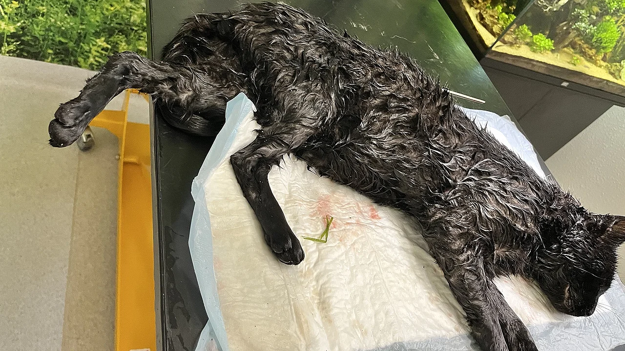Foto: Dyrenes Beskytttelse Kat på operationsbordet