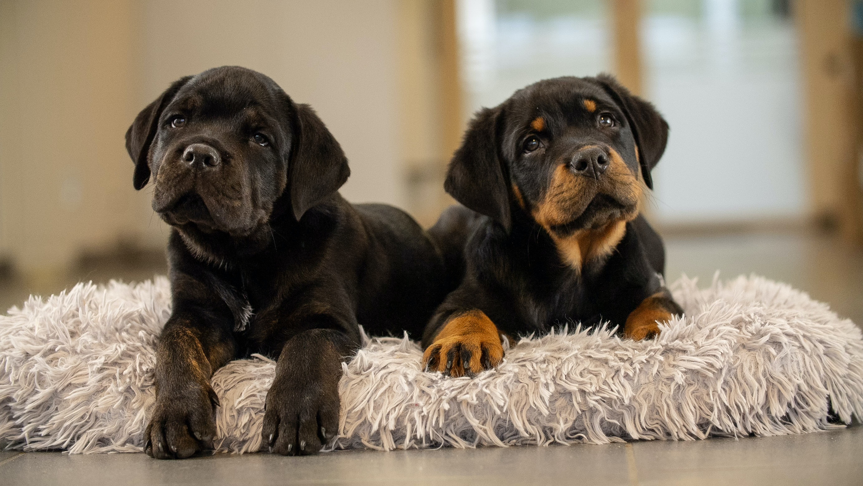 Usædvanlig sag fra dyreinternat: To hundehvalpe skal opereres for voldsomt overbid Dozer og Regnar. De to hvalpe skal nu opereres for kraftigt overbid. Dyrenes Beskyttelse i Aarhus er nu klar med hjælp.